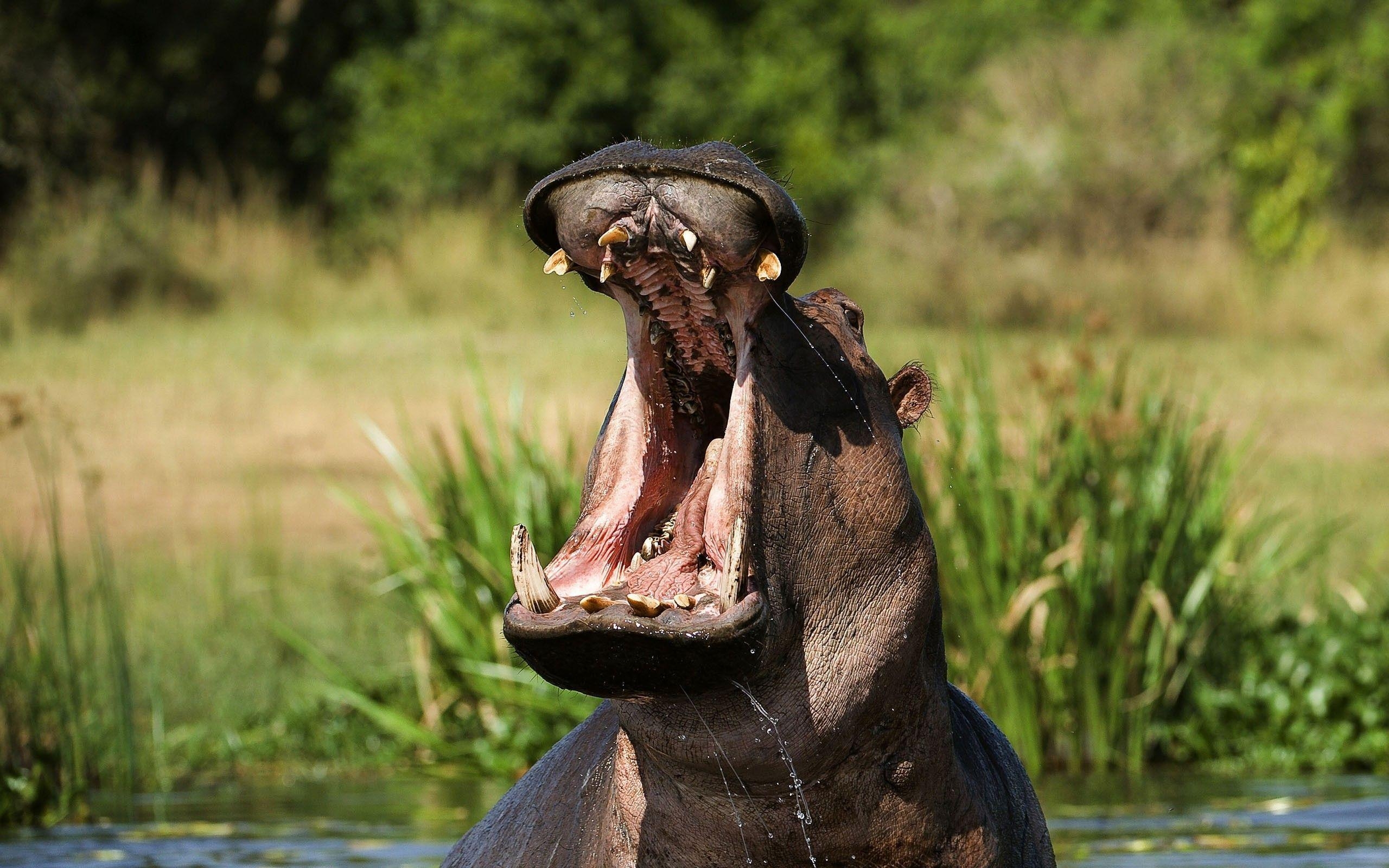 Hippopotamus, Tiere, Wildnis, Hintergrund, Wasser, 2560x1600 HD Desktop