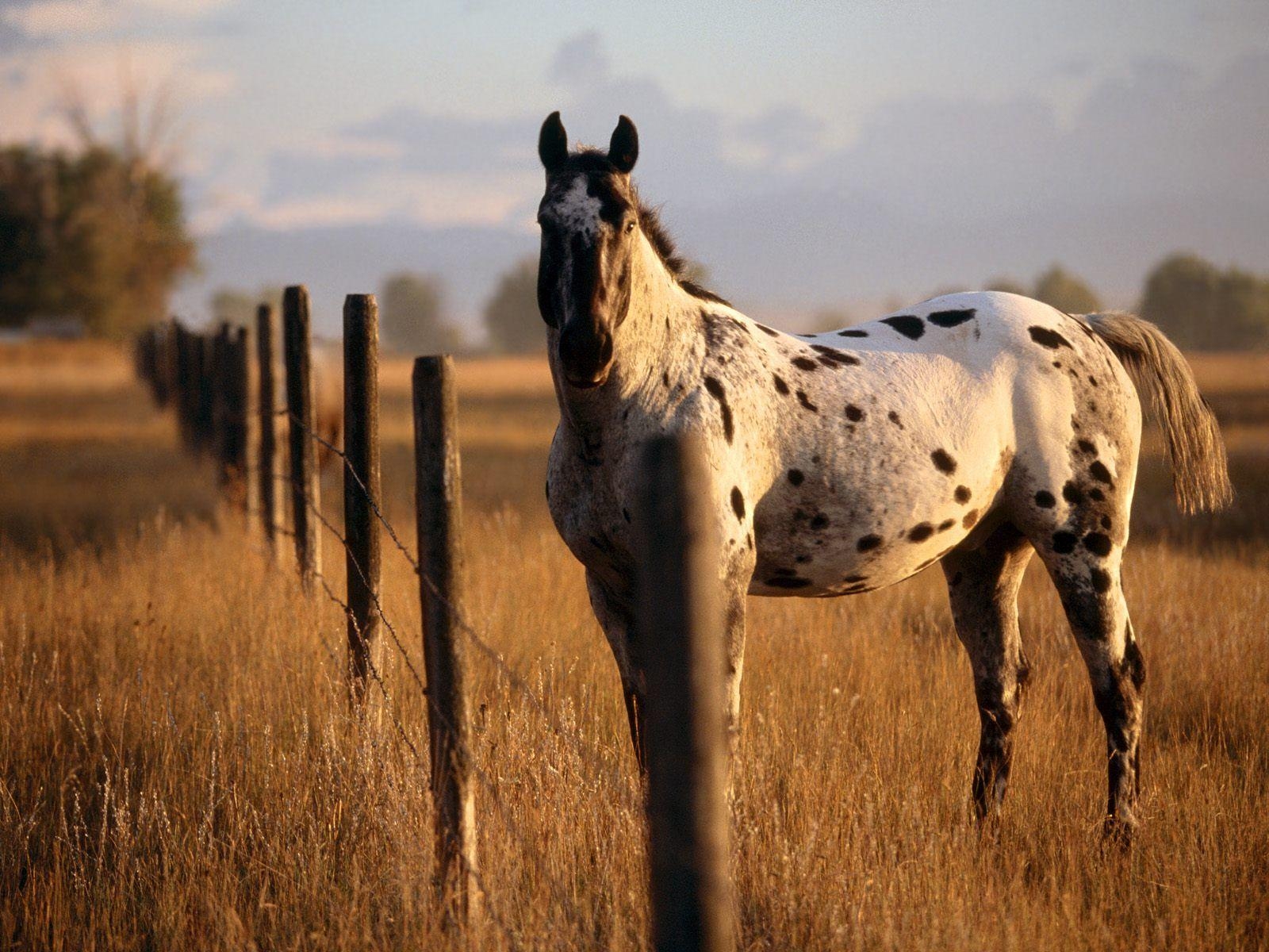 Appaloosa, Pferde, Ranch, Pferderassen, Reitkunst, 1600x1200 HD Desktop