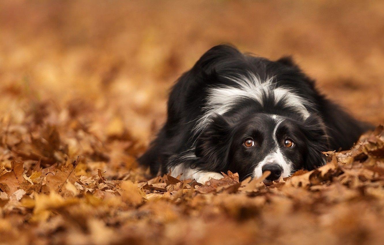 Border Collie, Herbst, Blätter, Hund, Bokeh, 1340x850 HD Desktop