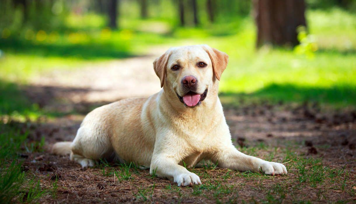 Labrador, Hund, Foto, HD, Hintergrund, 1220x710 HD Desktop