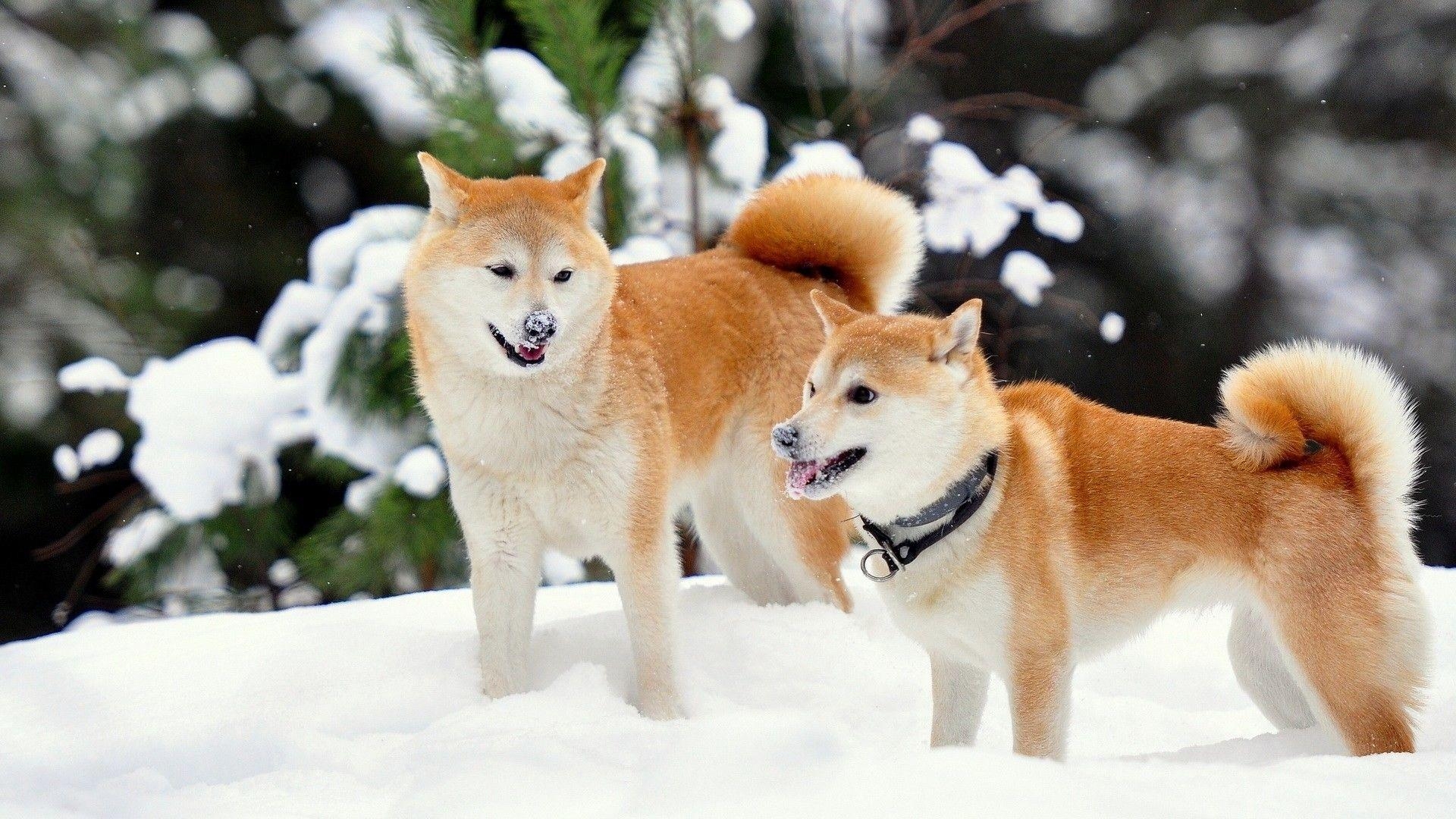 Shiba Inu, Wallpaper, Haustiere, Niedliche Hunde, Japan, 1920x1080 Full HD Desktop