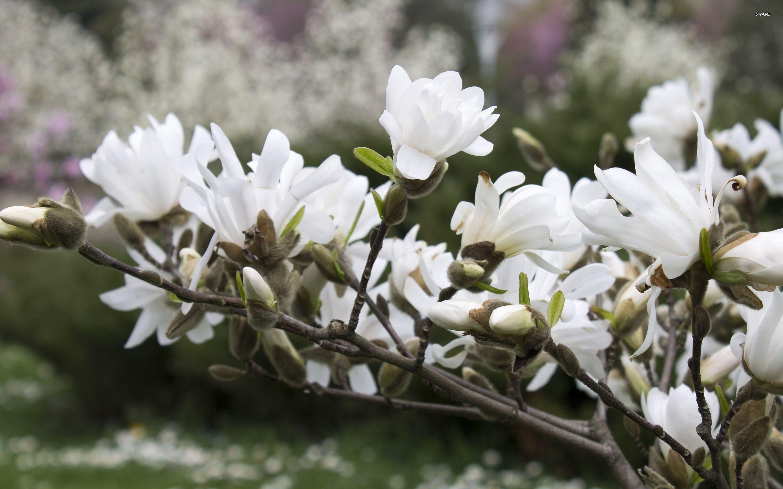 Weiße Magnolien, Natur, Ästhetik, Blumenkunst, Hintergrund, 2560x1600 HD Desktop