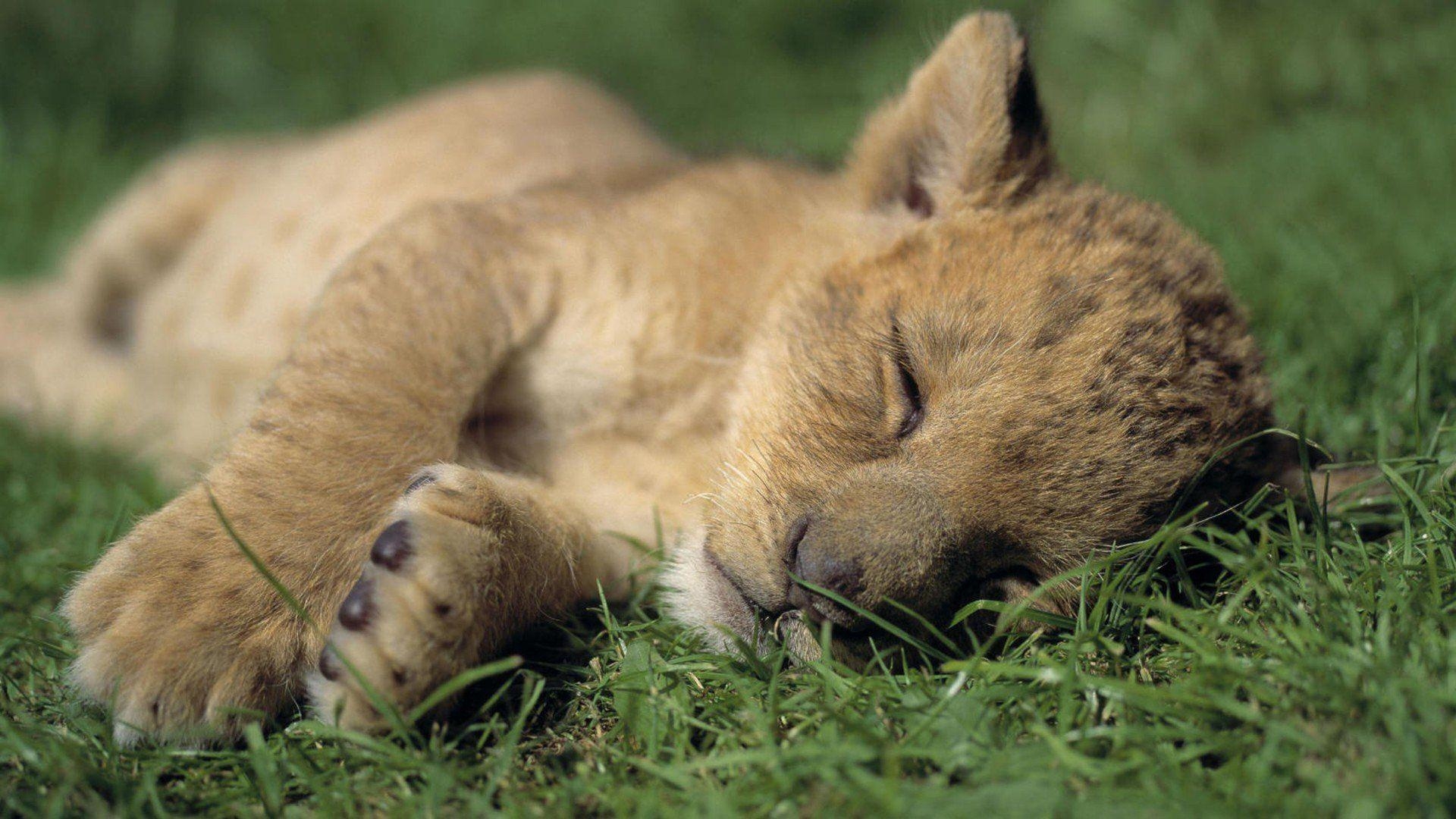 Tierbabys, Feline, Löwen, kleine Tiere, 1920x1080 Full HD Desktop