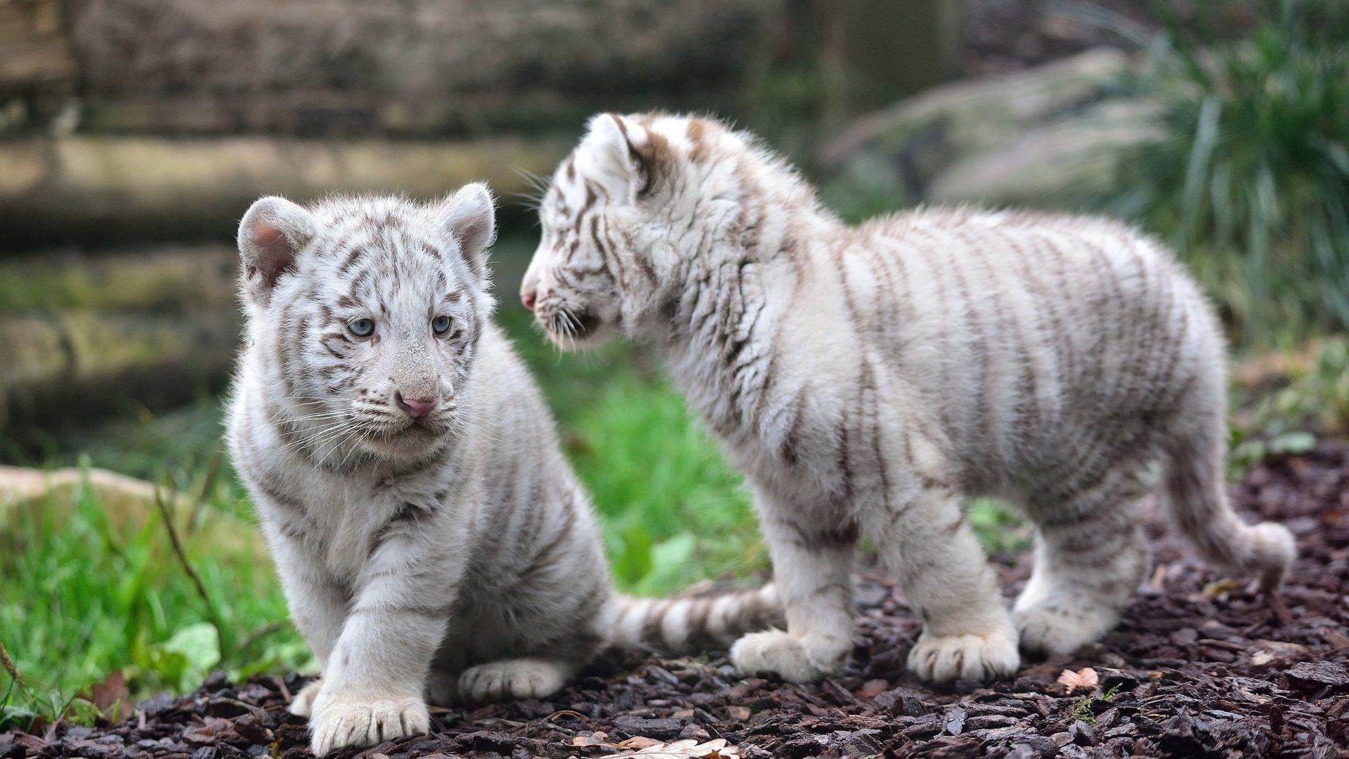 Niedliche Katzen, Kätzchen, Bild, Babytiere, Hintergrund, 1920x1080 Full HD Desktop