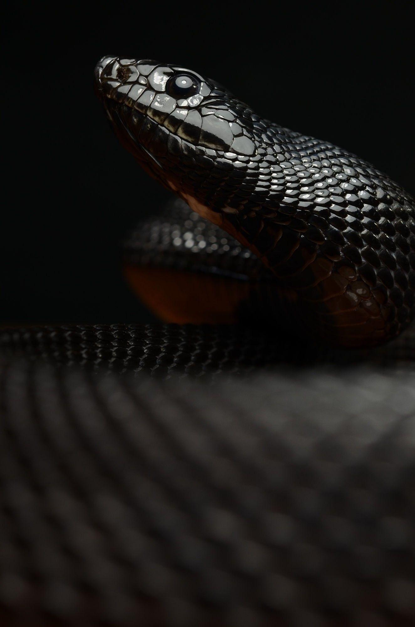 Mamba Reptilien, Makro, HD, Schlange, 1330x2000 HD Handy