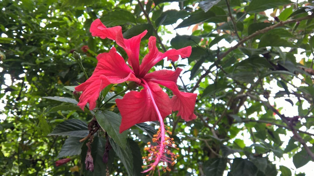 Hibiskus, x2368, Natur, Blume, Tapeten, 1250x700 HD Desktop