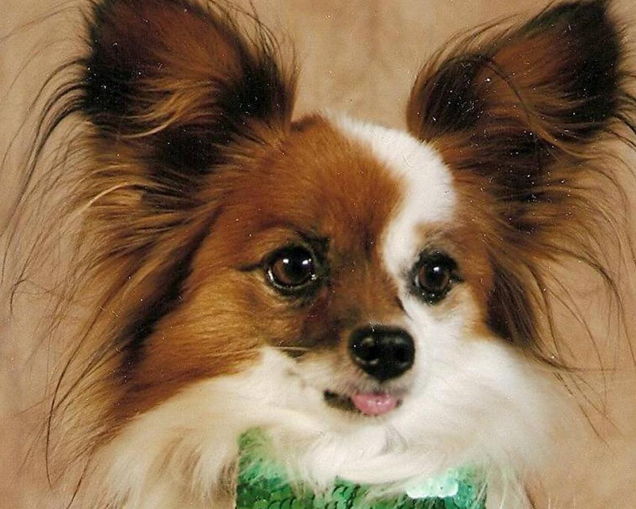 Papillons, Hund, Android, Hintergrund, Bild, 1280x1030 HD Desktop