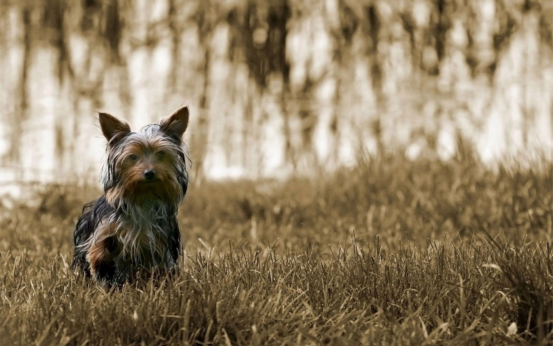 HD Yorkshire Terrier, Hund, Tier, detailreich, Hintergrund, 1920x1200 HD Desktop