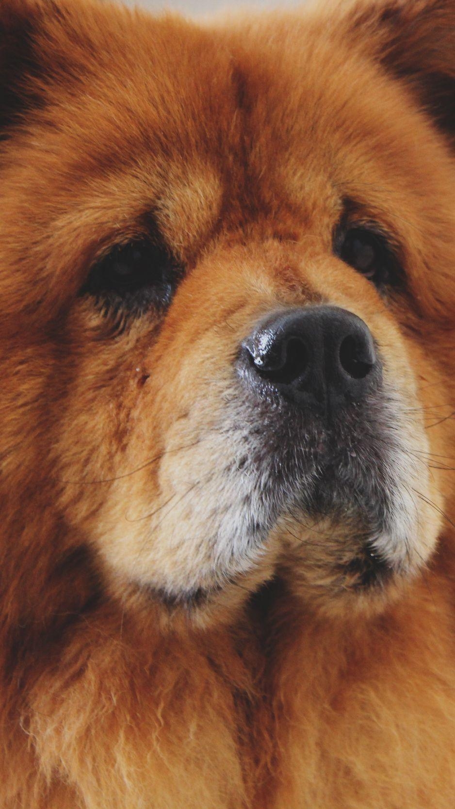 Chow Chow, Hund, iPhone, Herunterladen, Hintergrund, 940x1670 HD Handy