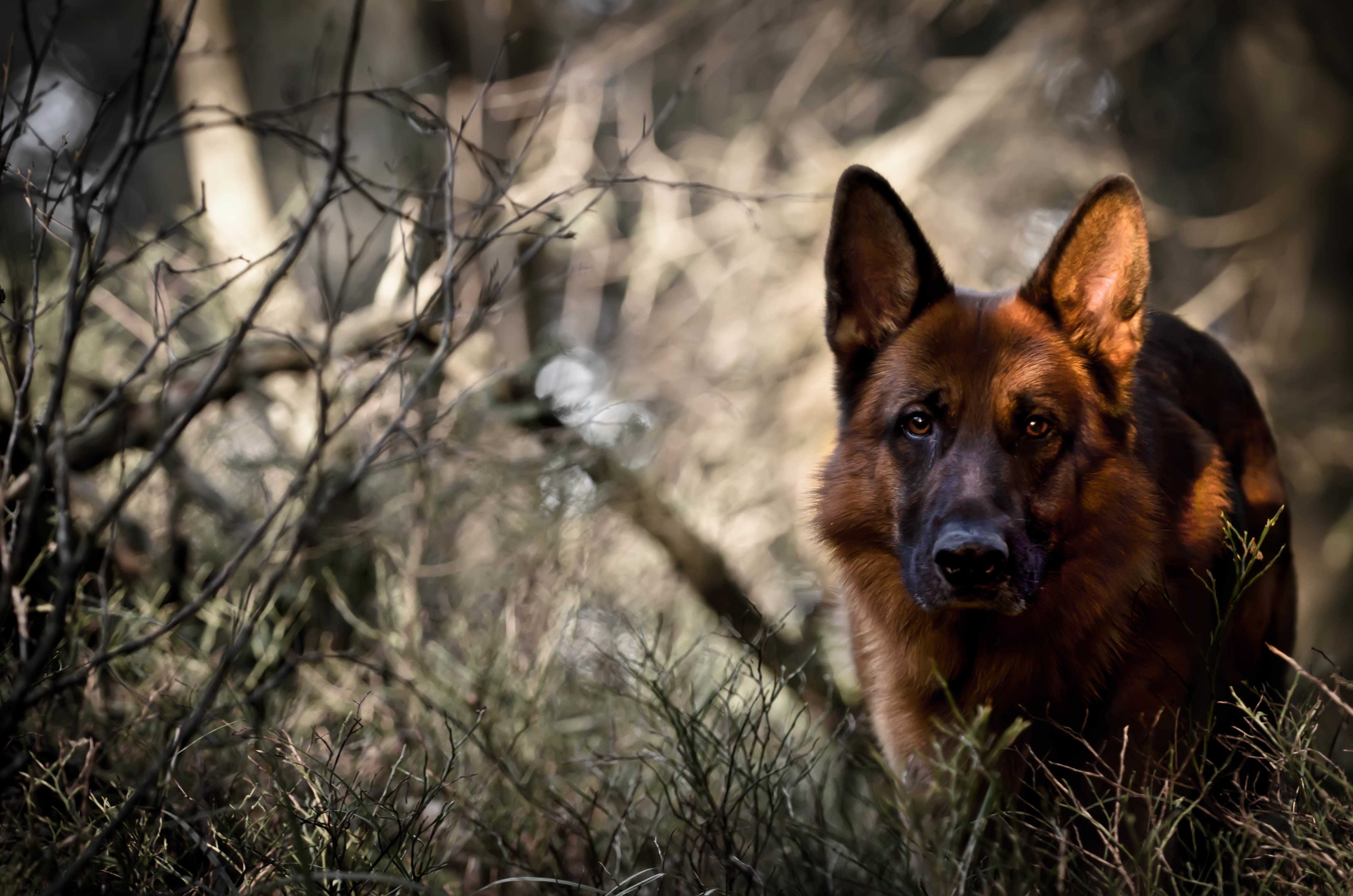 Deutscher Schäferhund, HD Hund, Wald, PC Hintergrund, Tierbilder, 4620x3060 4K Desktop