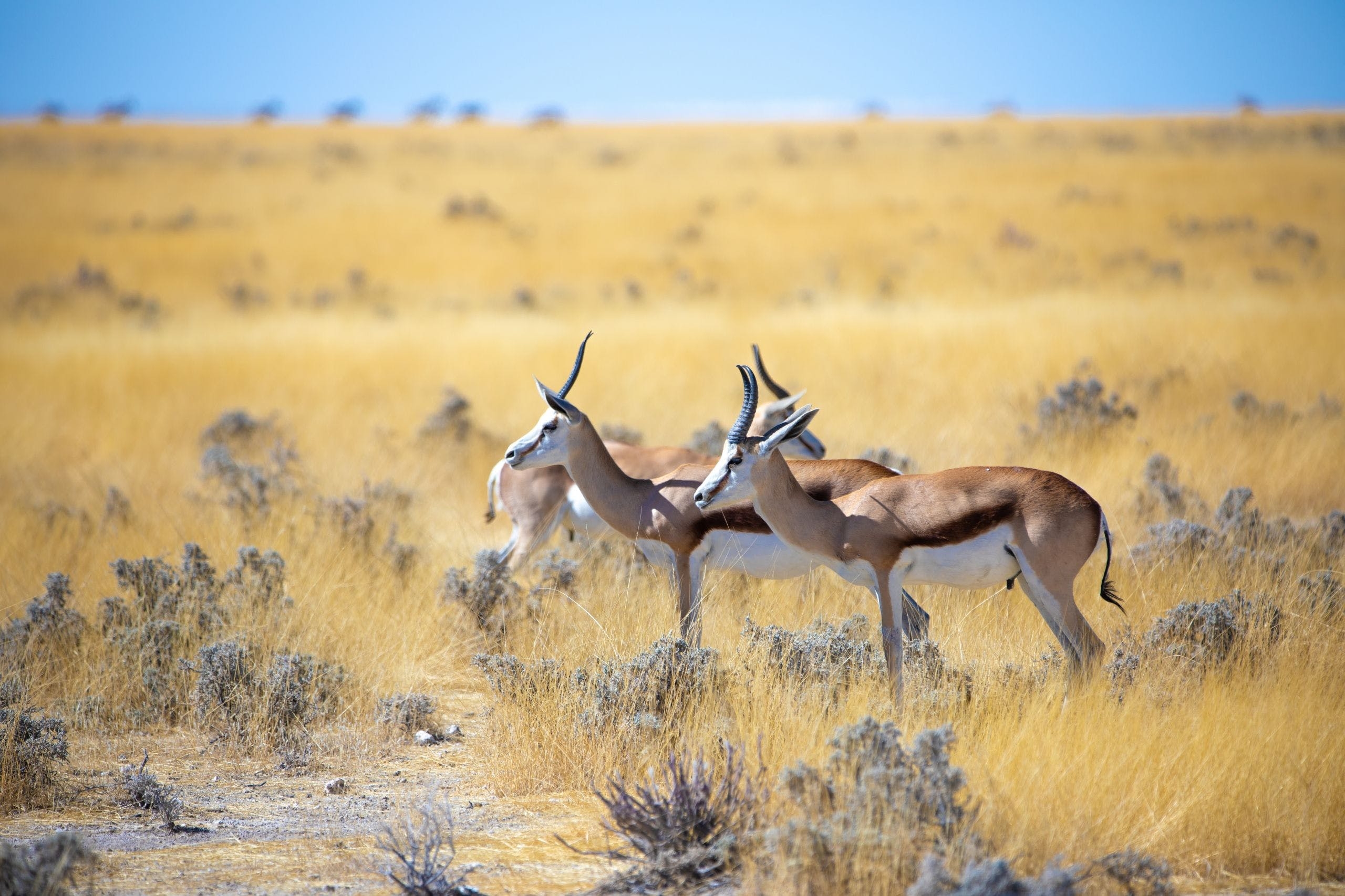 Antilope, Gazelle, HD, wild, beeindruckend, 2560x1710 HD Desktop