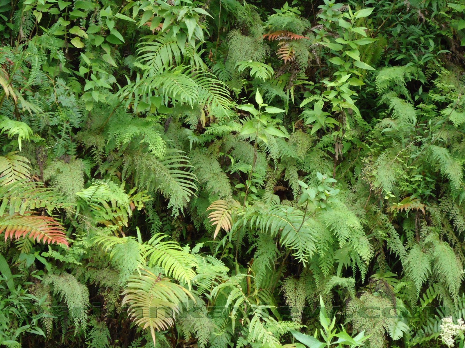 Natur, Flora, Sri Lanka, Landschaften, Desktop, 1600x1200 HD Desktop