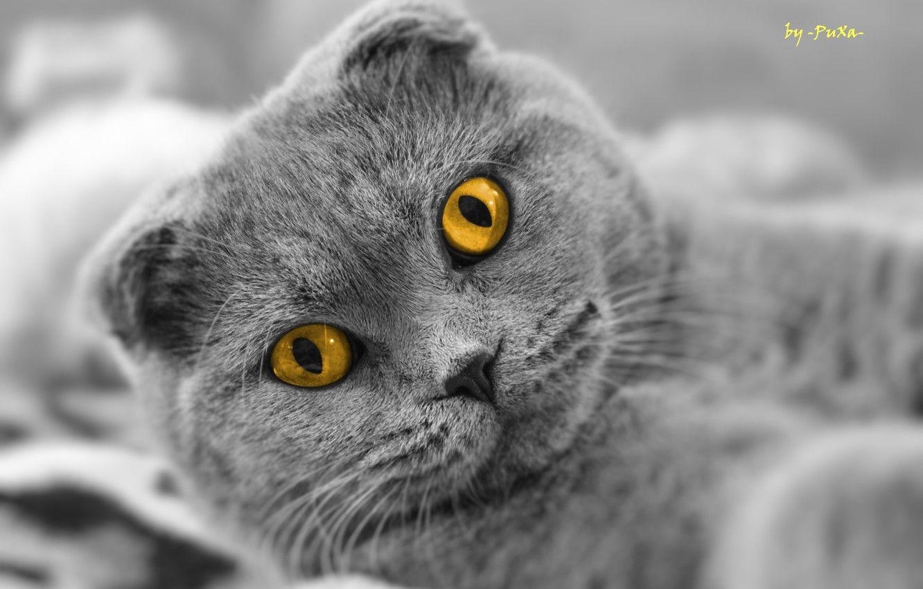 Scottish Fold, Katze, Aussehen, Bild, Haustier, 1340x850 HD Desktop