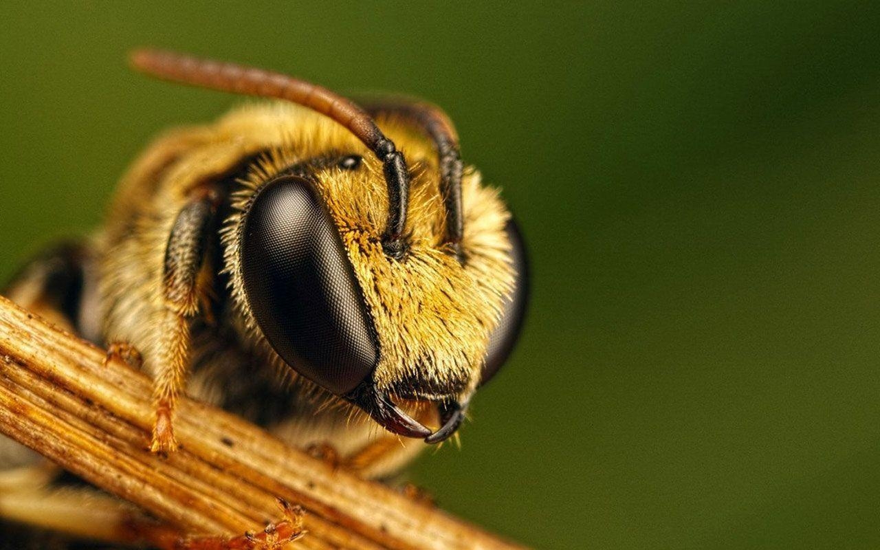 Süße Bienen, HD, Insekten, Umwelt, Natur, 1280x800 HD Desktop