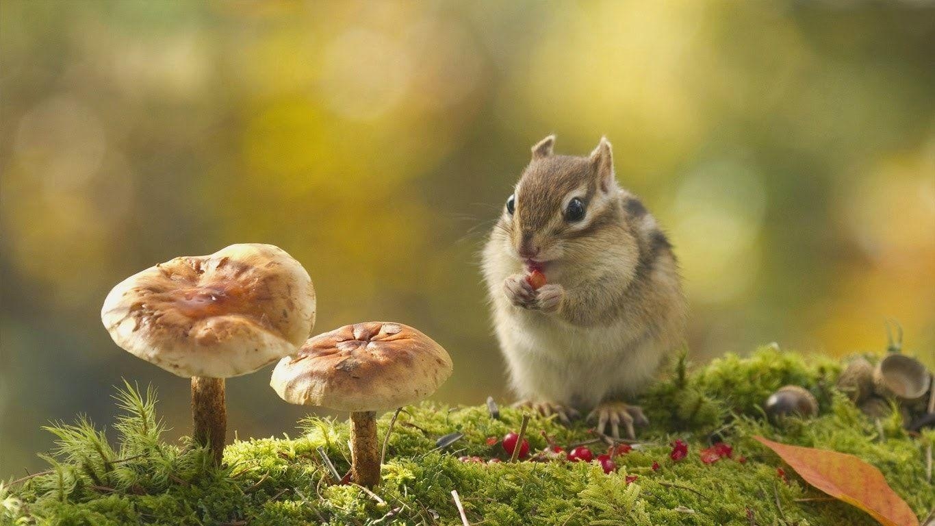 Streifenhörnchen, Desktop, Hintergrund, Tier, Natur, 1370x770 HD Desktop