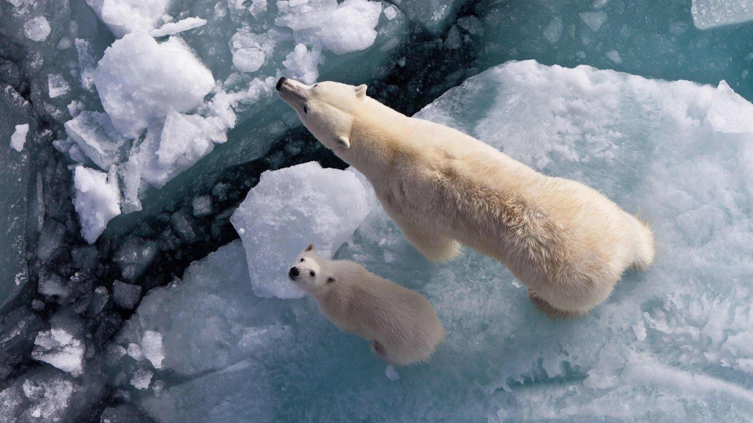 Niedliche Antarktis, Tierwelt, Natur, Eislandschaft, Abenteuer, 2560x1440 HD Desktop