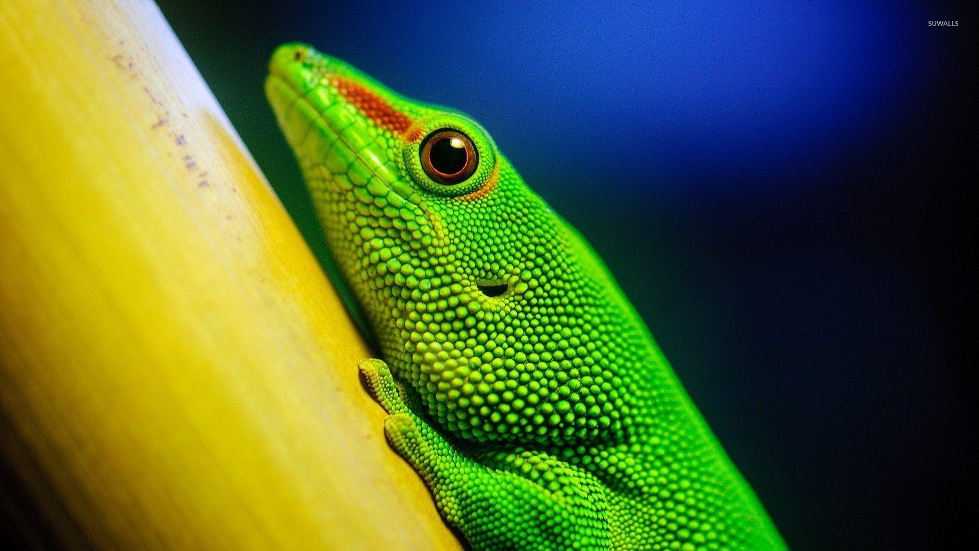 Grüne Eidechse, Bild, Natur, Tier, Reptil, 1920x1080 Full HD Desktop