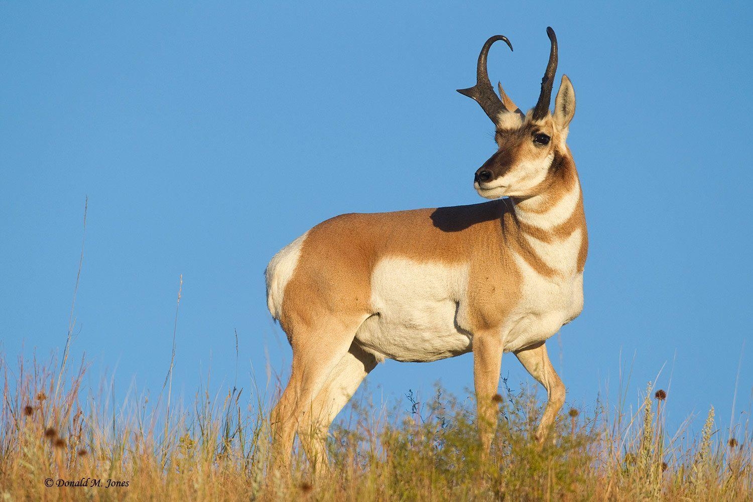 Antilope, Wildtiere, Hintergrundbild, Bild, Savannah, 1500x1000 HD Desktop