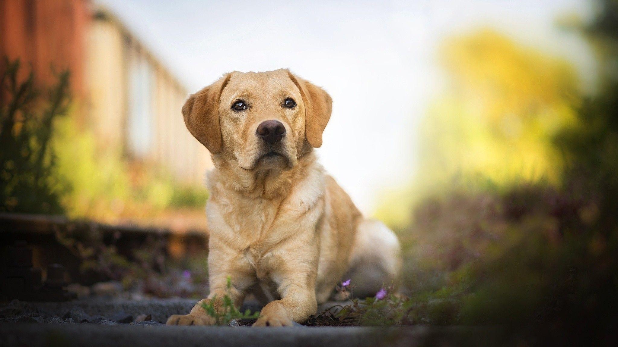 Labrador, Hintergrund, Tiere, Hundefreunde, Fotografie, 2050x1160 HD Desktop