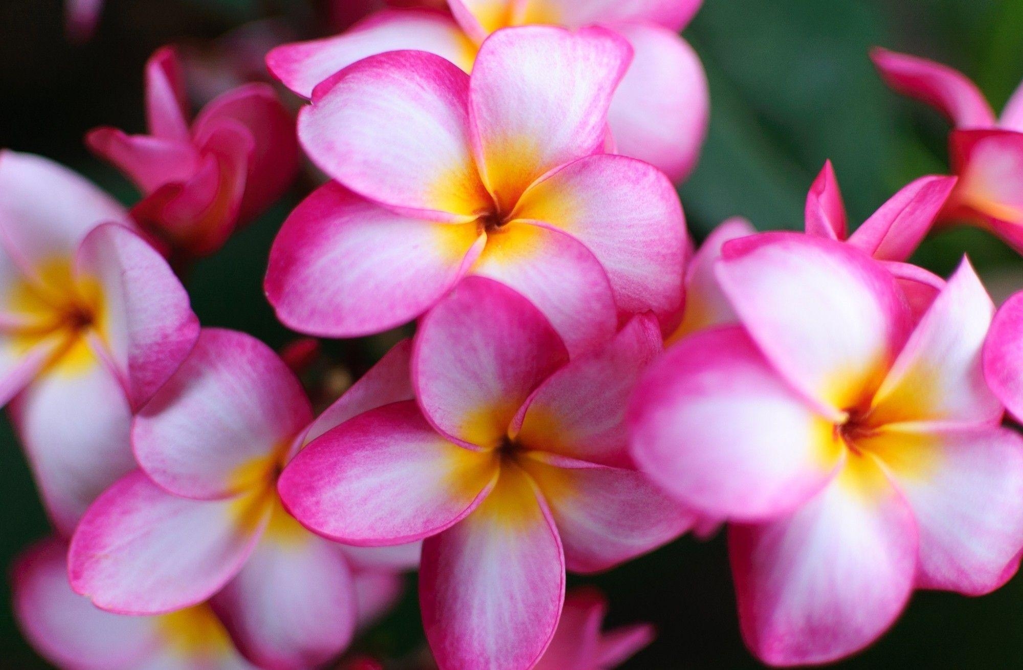 Plumeria, Natur, HD Bild, Blume, Hintergrund, 2000x1310 HD Desktop