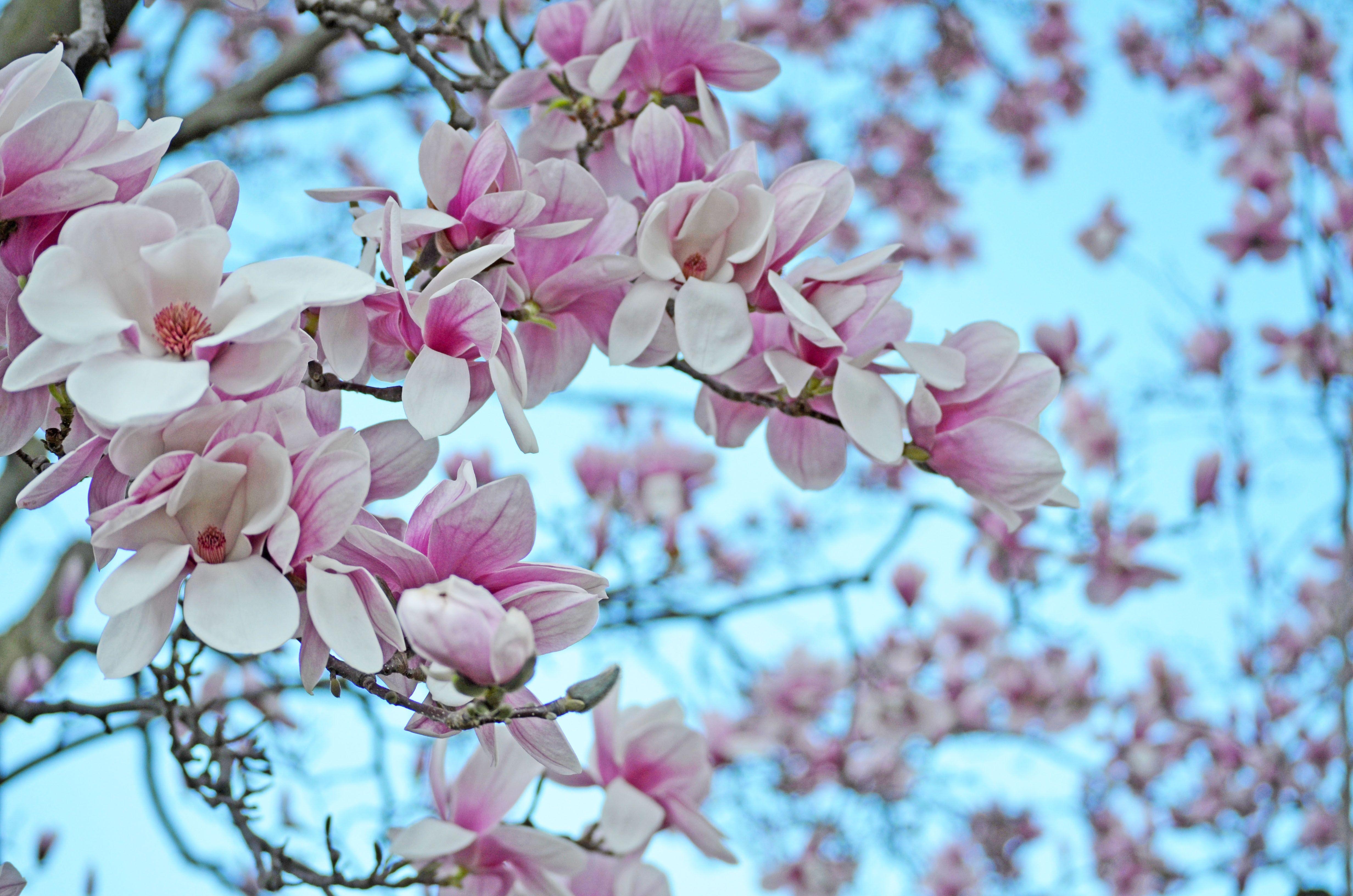 Magnolie, Hintergrund, Natur, Blüten, Botanisch, 4930x3270 4K Desktop