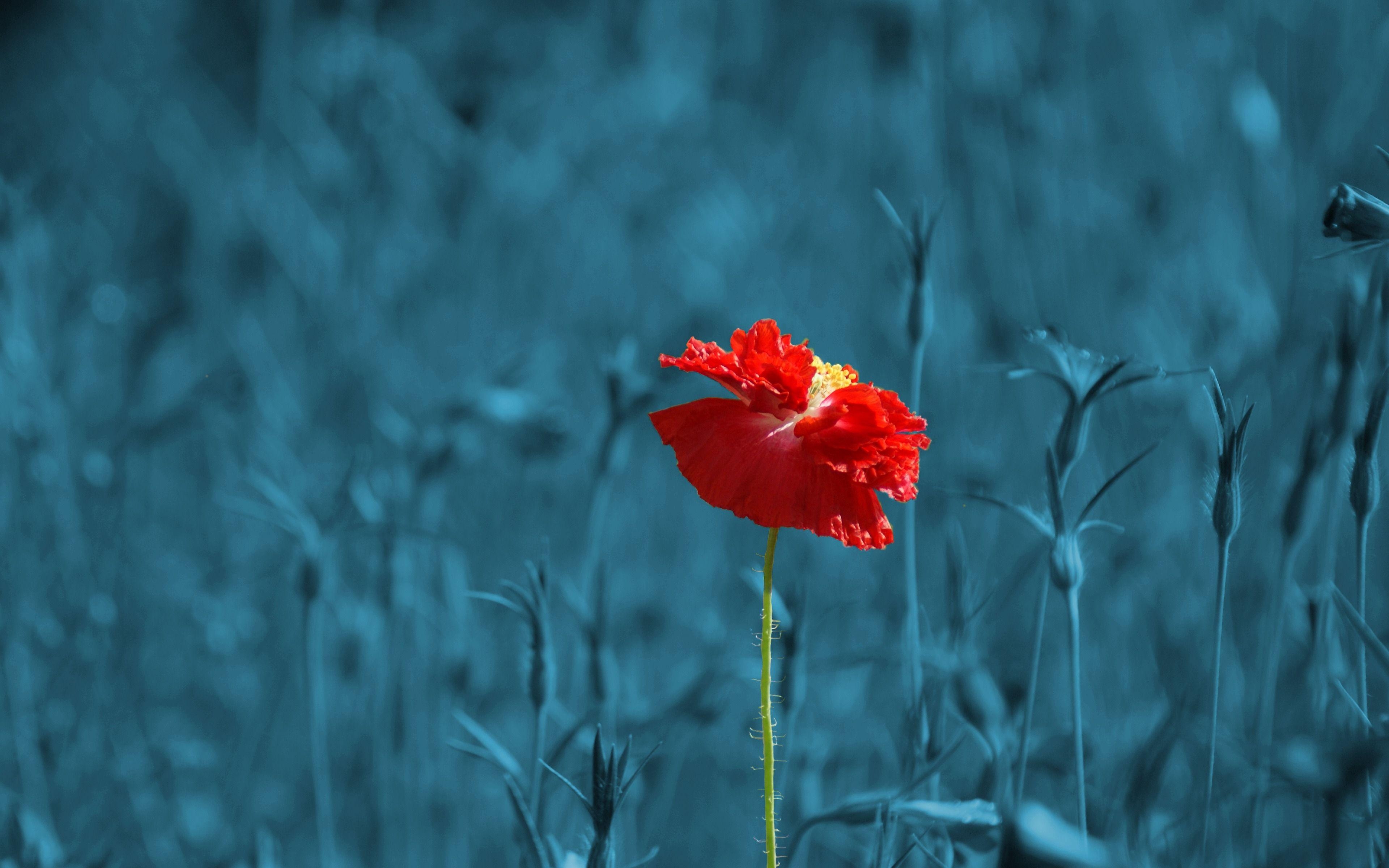 Mohnblumen, 4K, Natur, Blumen, Hintergrund, 3840x2400 4K Desktop