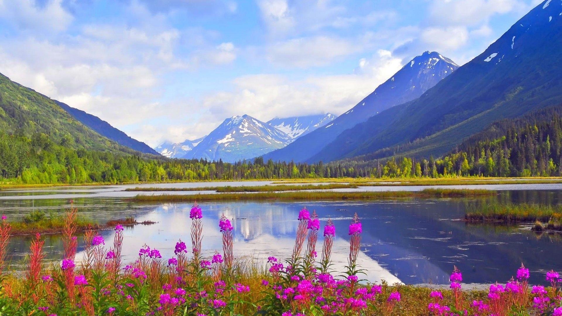 Alaska Frühling, Natur, Landschaft, Blüte, Erweckendes Bild, 1920x1080 Full HD Desktop