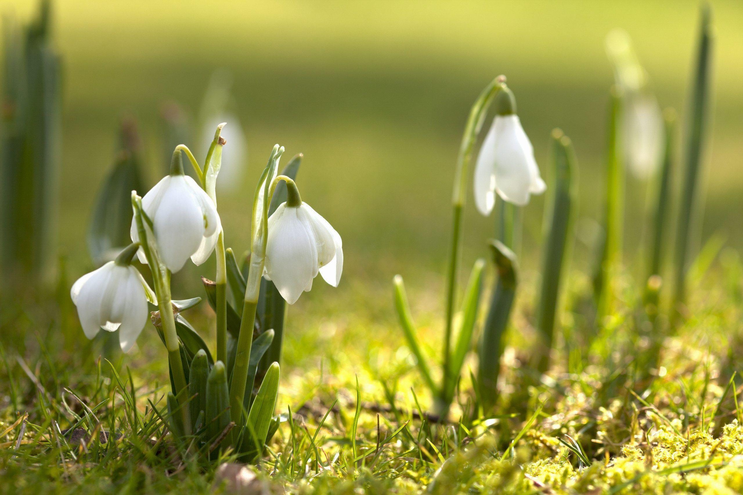 Kostenloser Frühling, Desktop Hintergrund, Frische, Farben, 2560x1710 HD Desktop