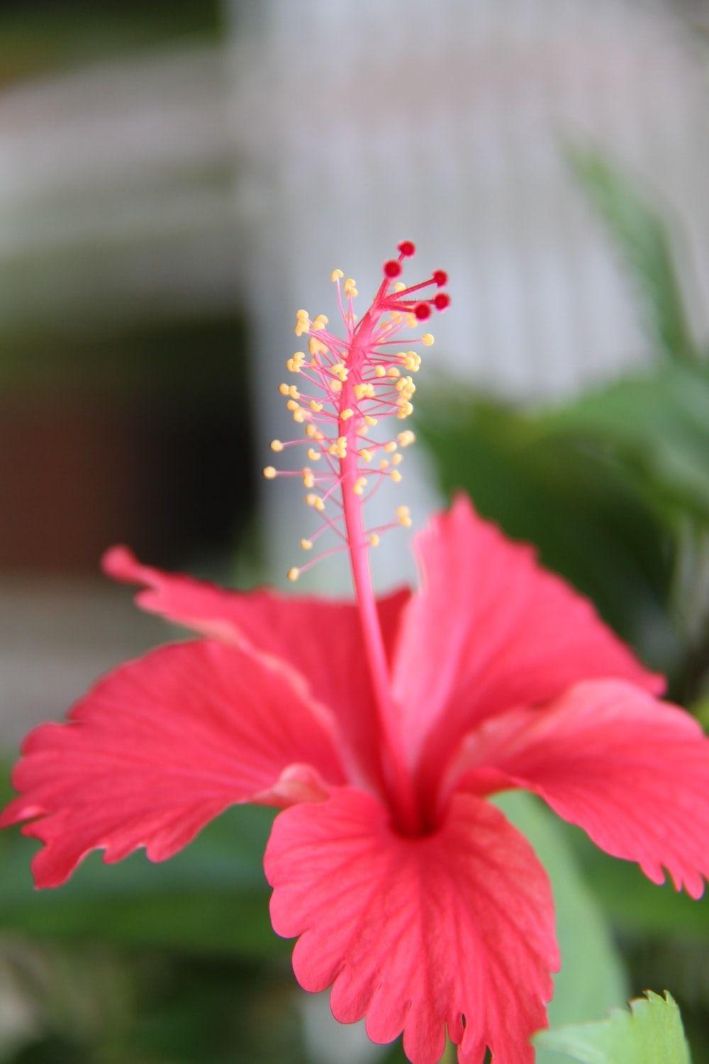 Hibiskus, Bild, HD, Download, Kostenlos, 1000x1500 HD Handy