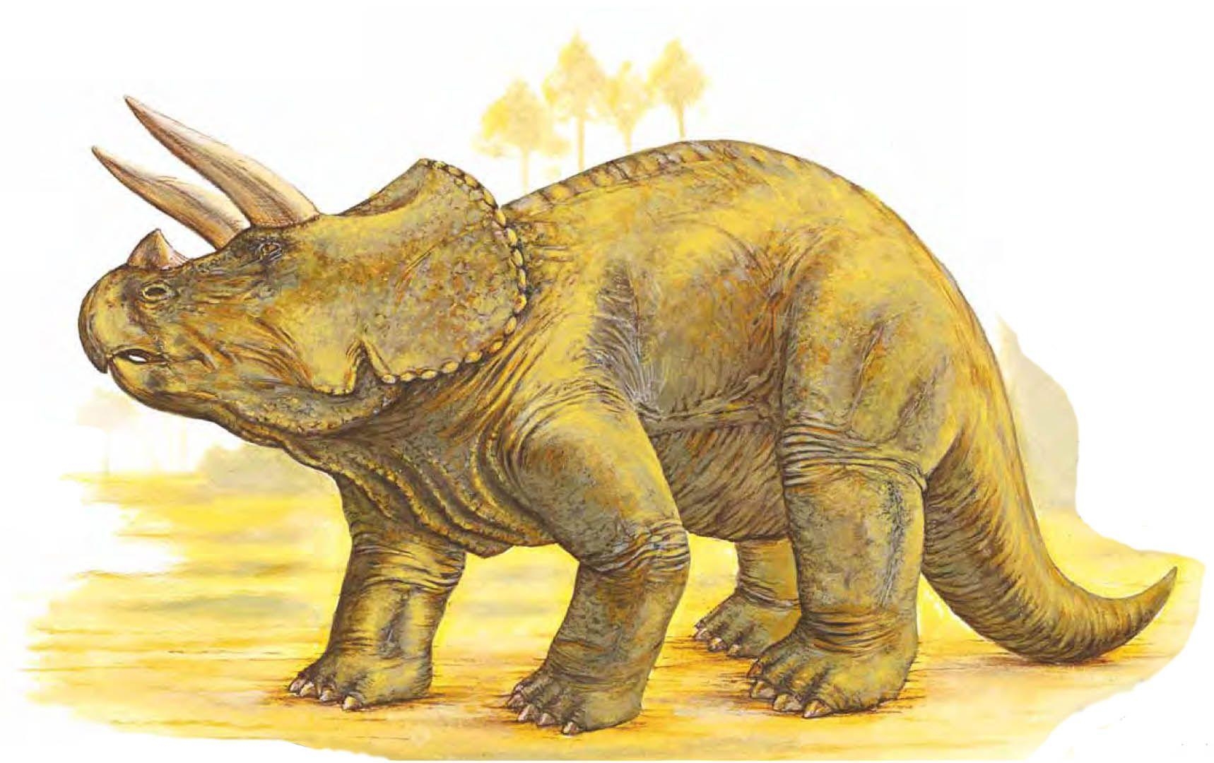 Triceratops Dinosaurier uralte Tiere Bild, 1720x1080 HD Desktop