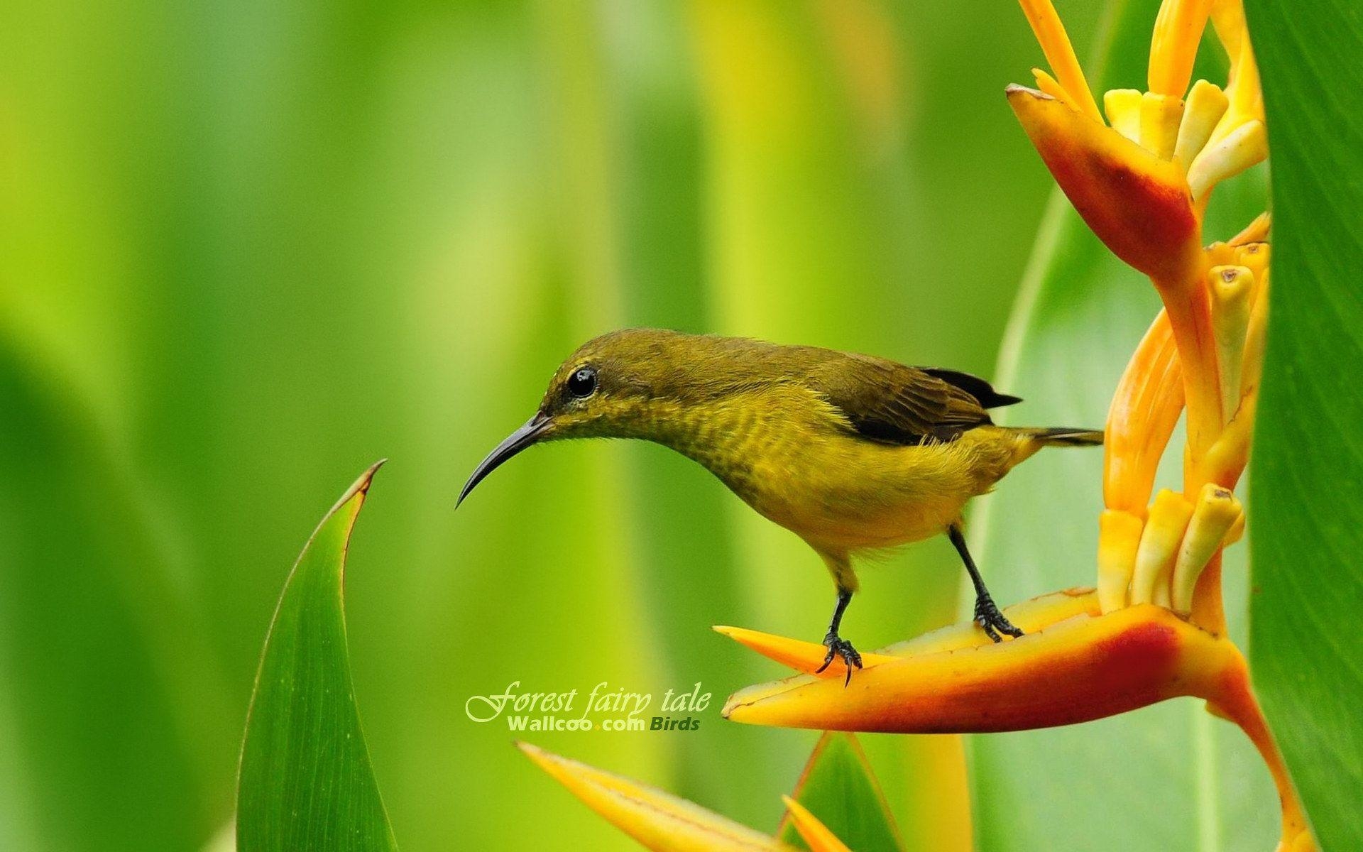 Niedlicher Vogel, HD, Natur, Tierwelt, 19201, 1920x1200 HD Desktop