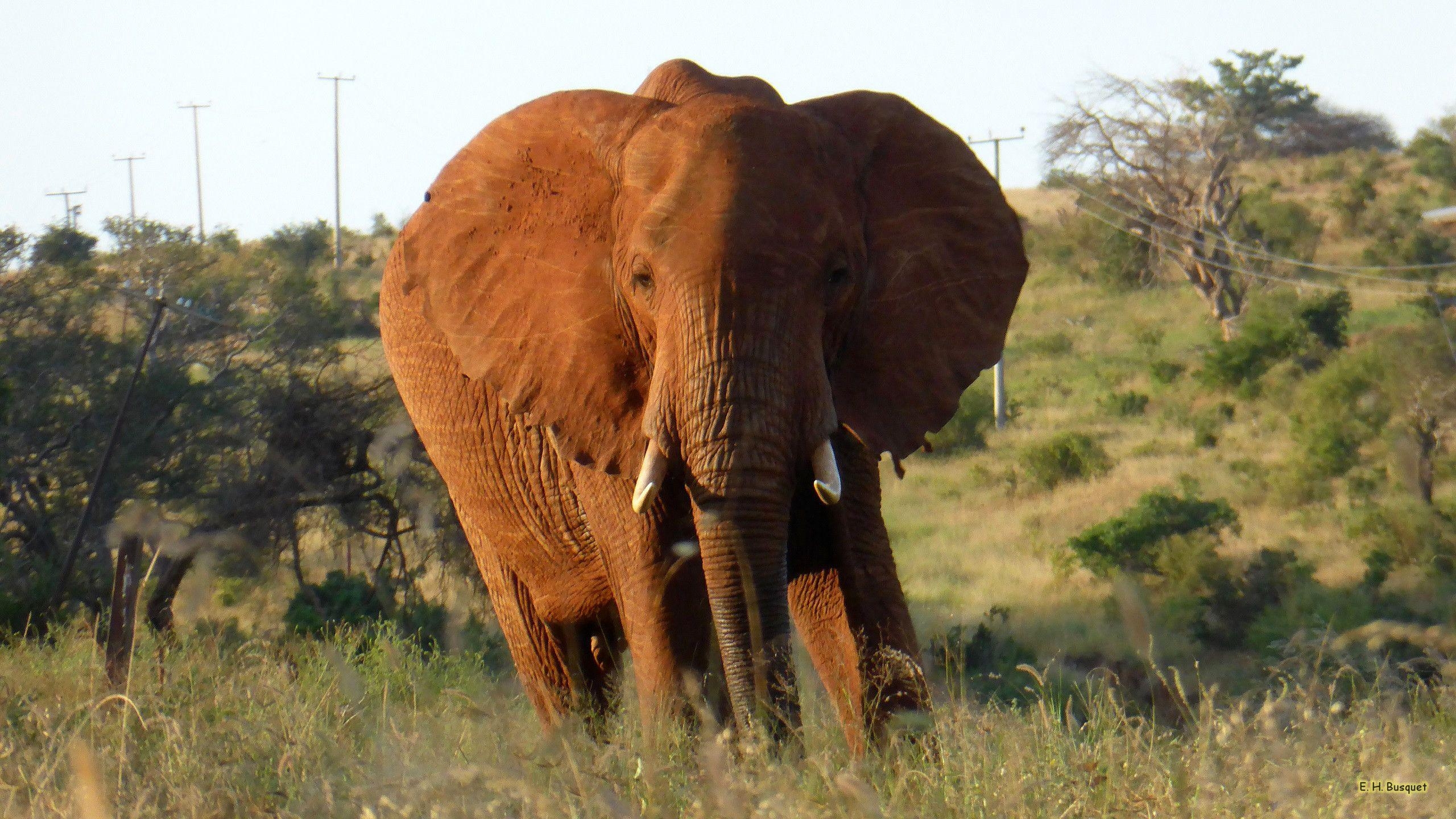 Elefant, Kenia, HD, Naturbilder, Afrika, 2560x1440 HD Desktop