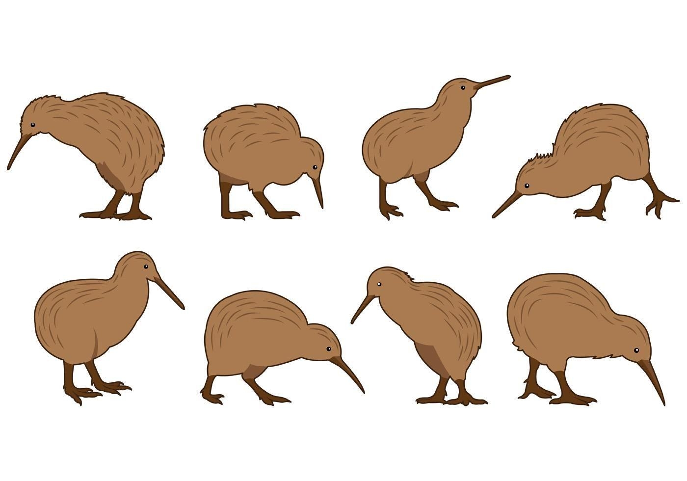 Kiwi Vogel Vektor, Illustrationen, Kiwi Vogel Set, Tier Grafik, Neuseeland, 1400x980 HD Desktop