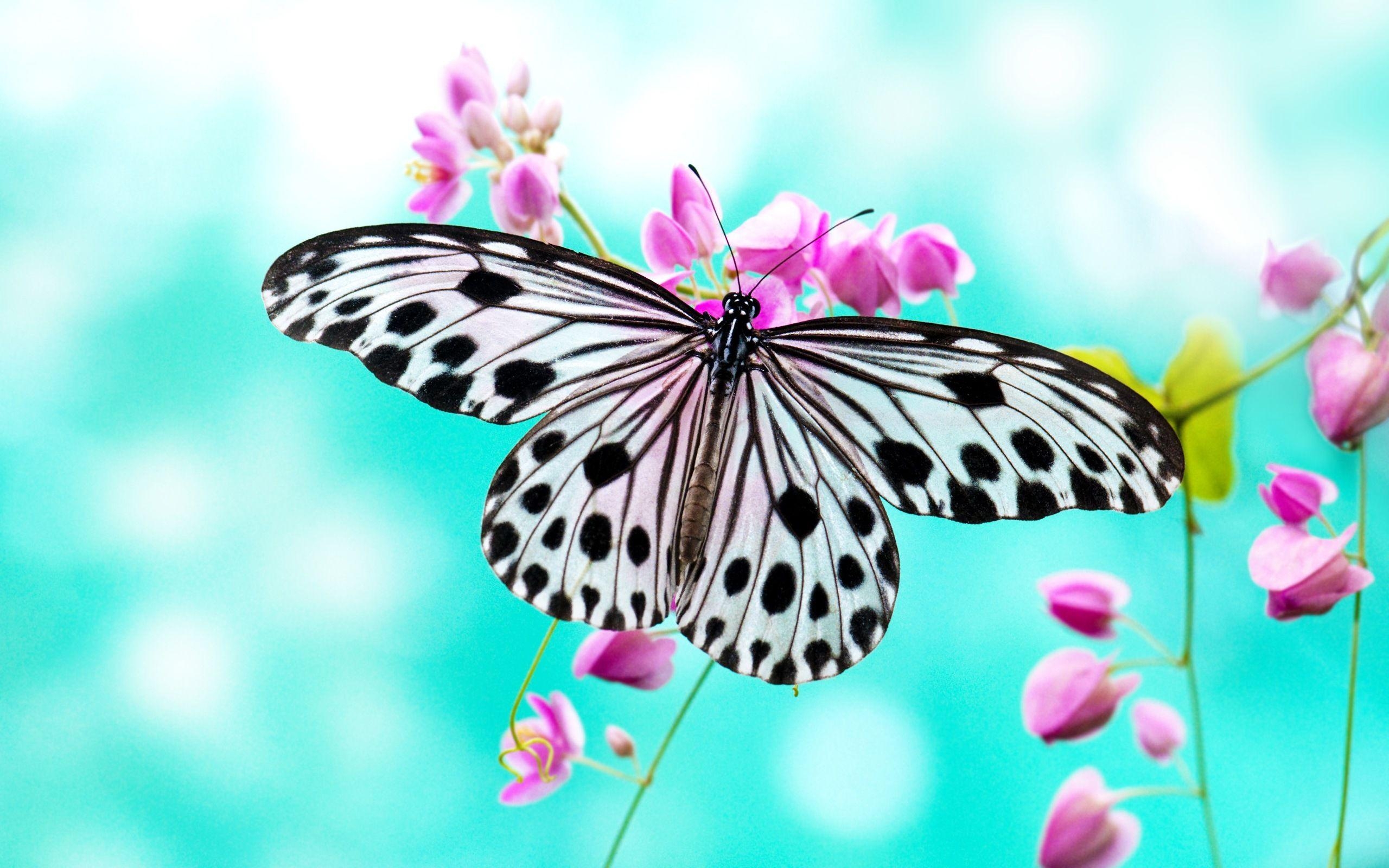 Schmetterling, Tiere, kostenlos, Bild, Desktop, 2560x1600 HD Desktop