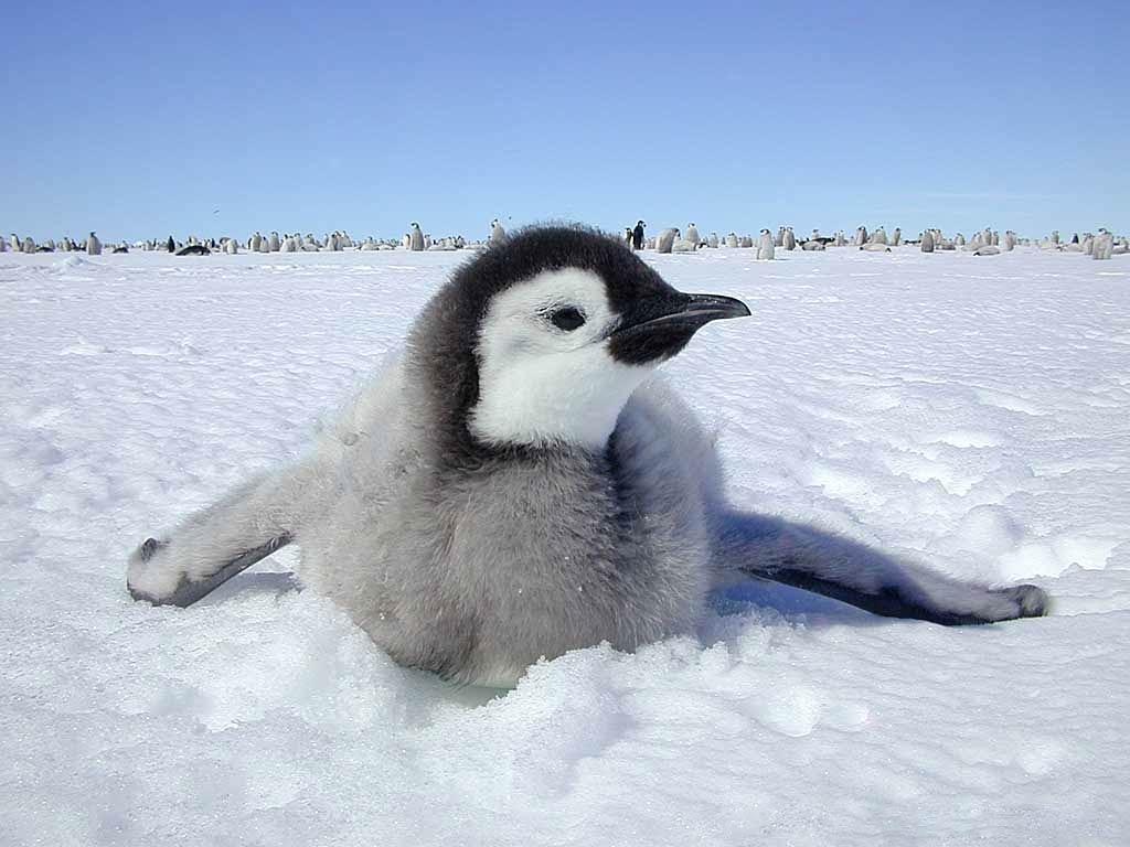 Kaiserpinguin, Tiere, Hintergrund, Pinguin, Bild, 1030x770 HD Desktop