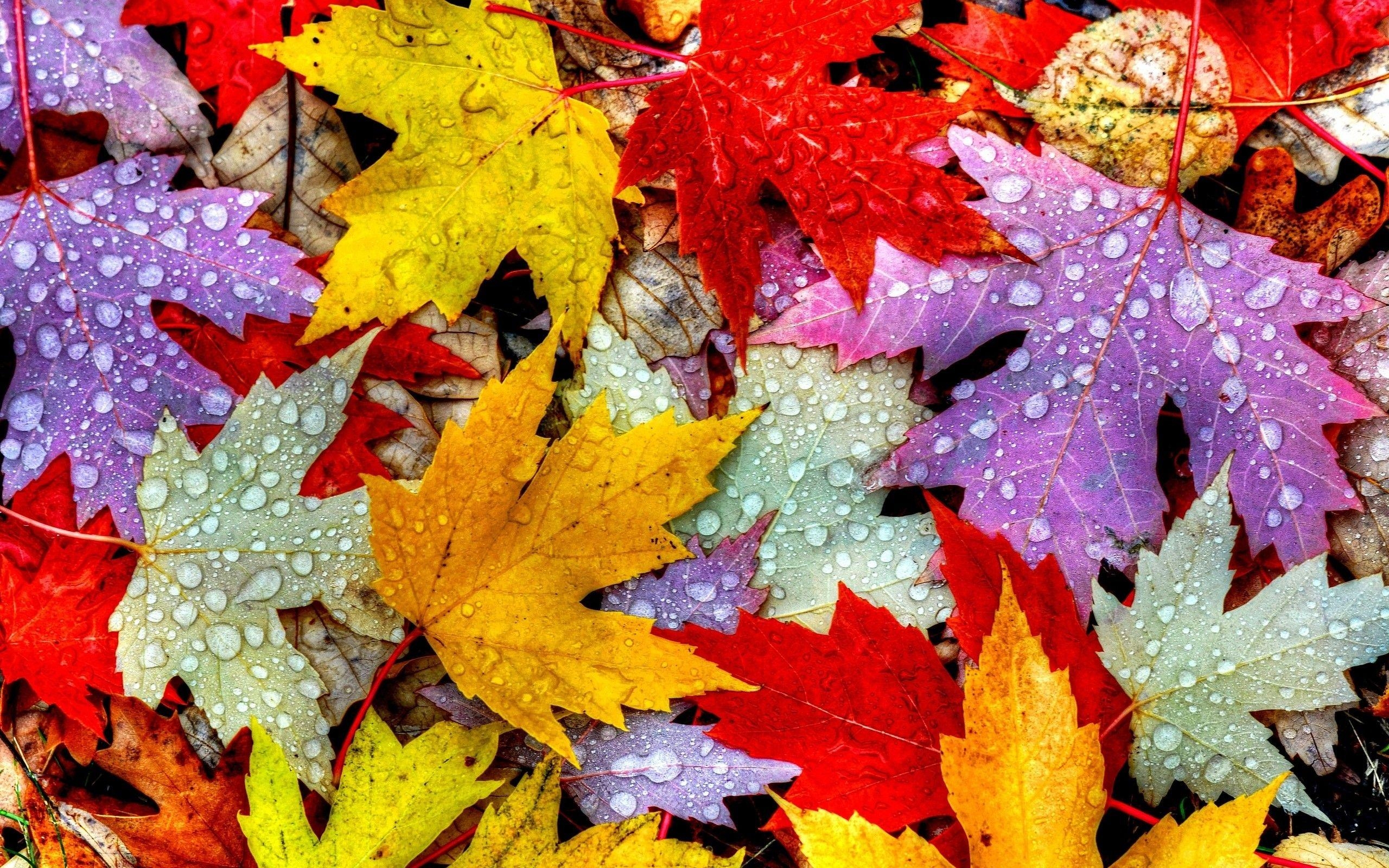 Blätter, Natur, Herbstlaub, Gelbbraun, Textur, 2560x1600 HD Desktop