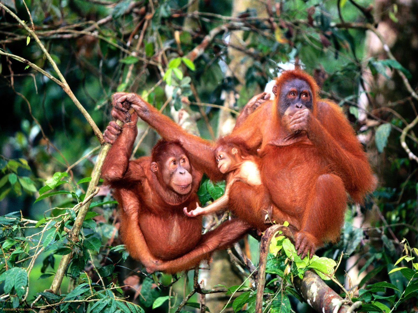 Orang-Utan, Kostenlos, 1600x1200, Natur, Download, 1600x1200 HD Desktop