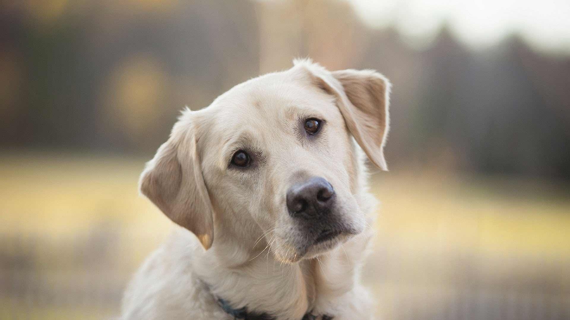 Goldener Labrador, Android, Hund, Hintergrund, Tier, 1920x1080 Full HD Desktop