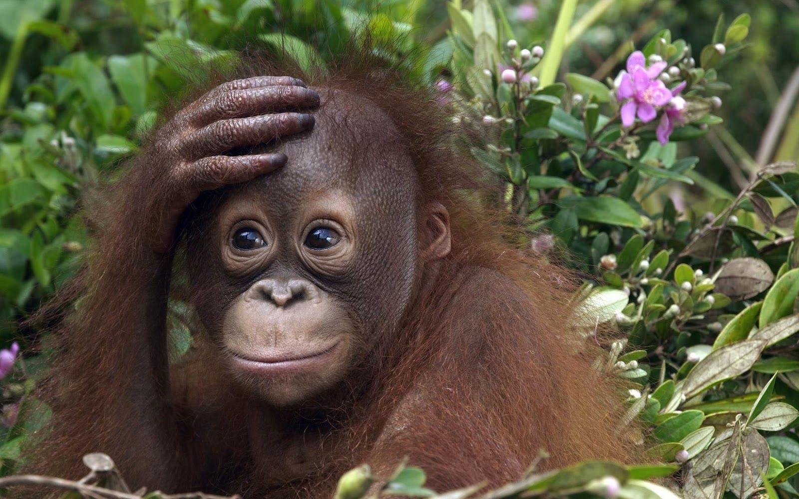 Orang-Utan, Baby, HD-Bild, Tier, Primat, 1600x1000 HD Desktop