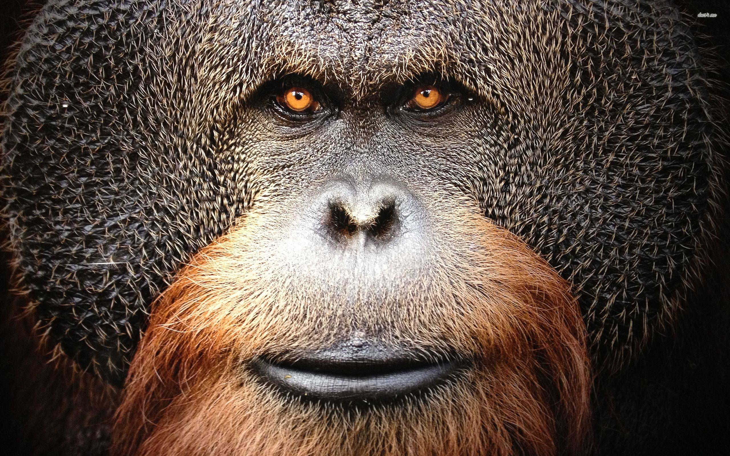 Orang-Utan, Tier, Hintergrund, Wildlife, Naturbild, 2560x1600 HD Desktop