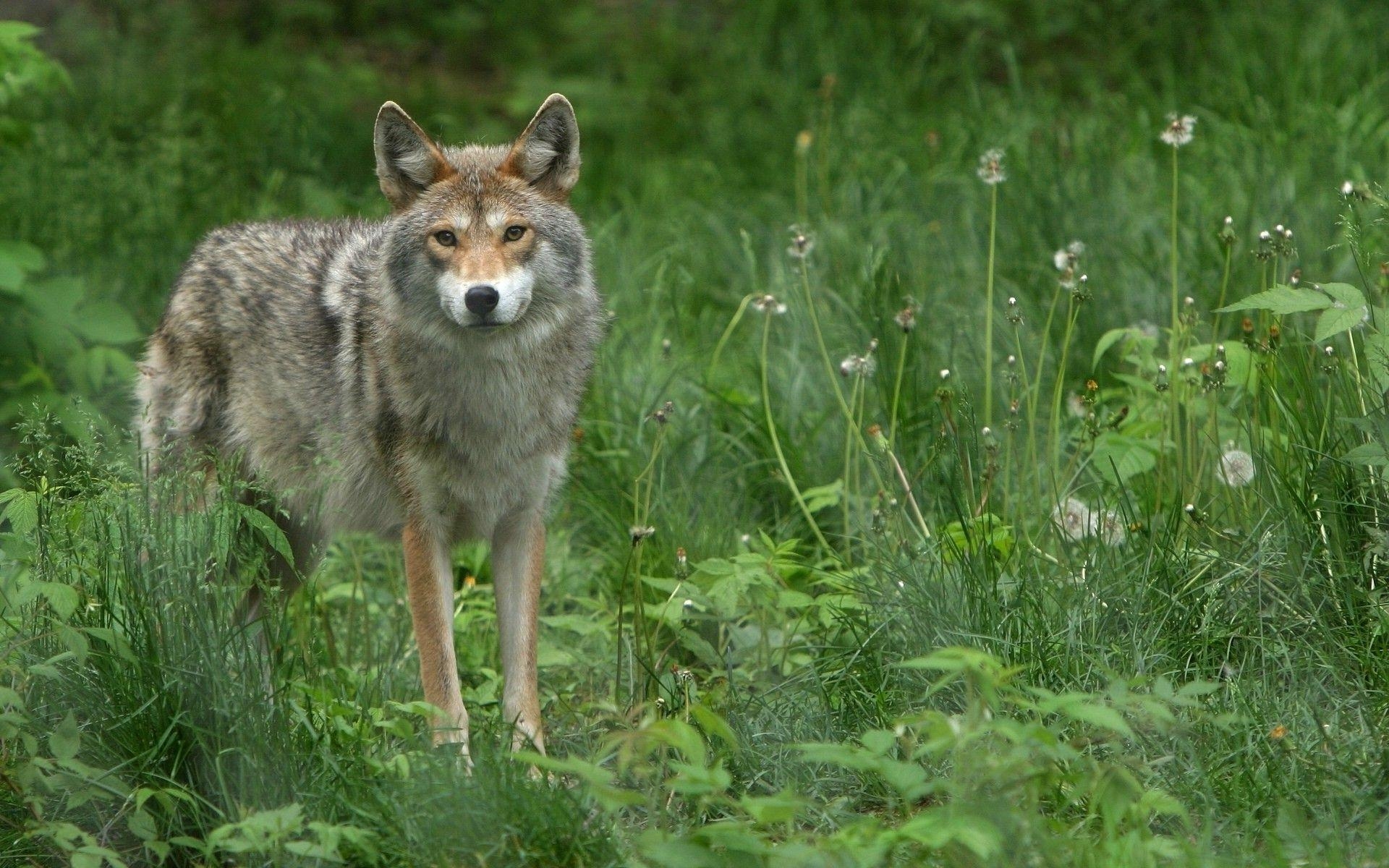 Kojote Tier Wildnis Hintergrund Bild, 1920x1200 HD Desktop