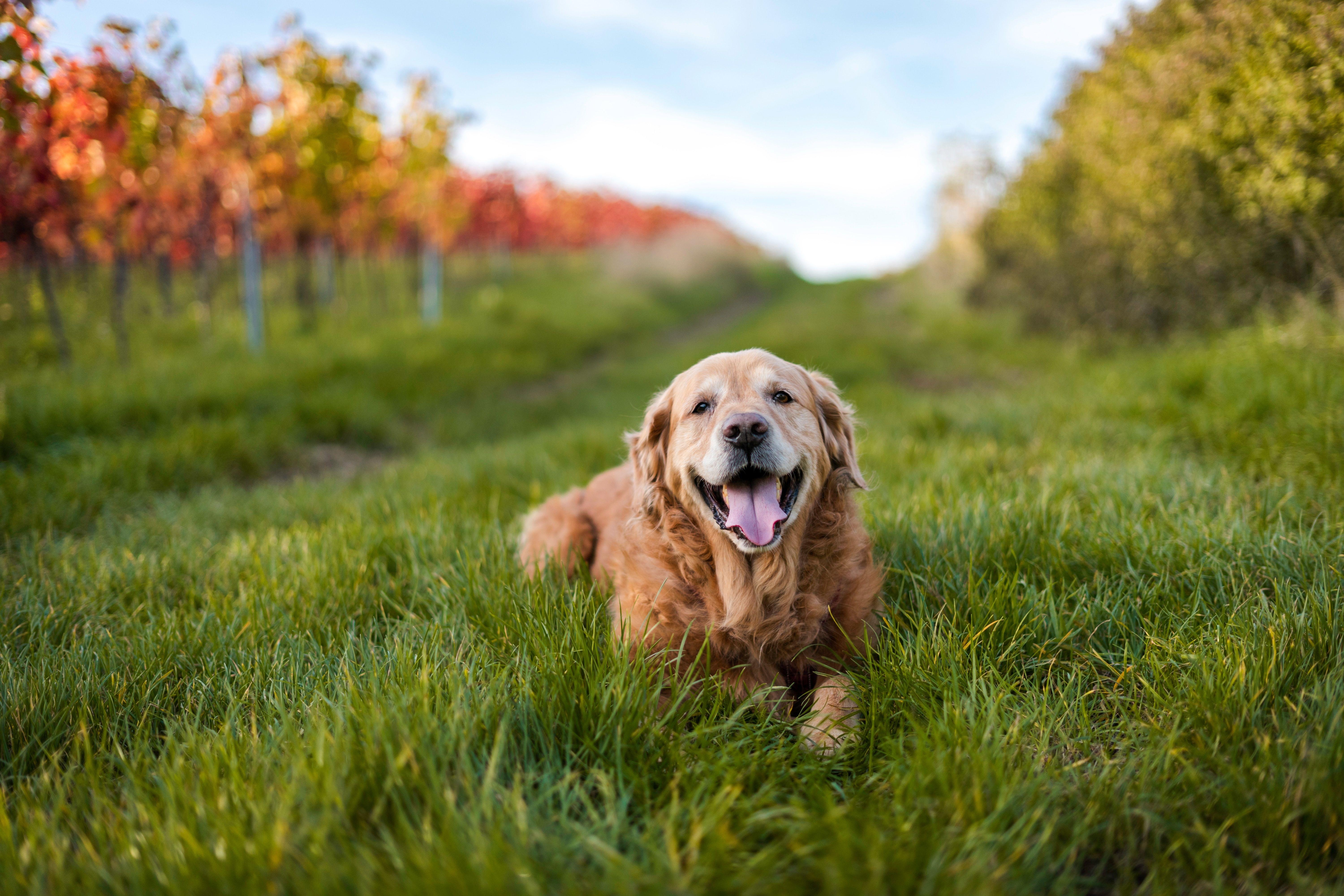 Golden Retriever, 5K, 4K, Bild, Foto, 6000x4000 4K Desktop