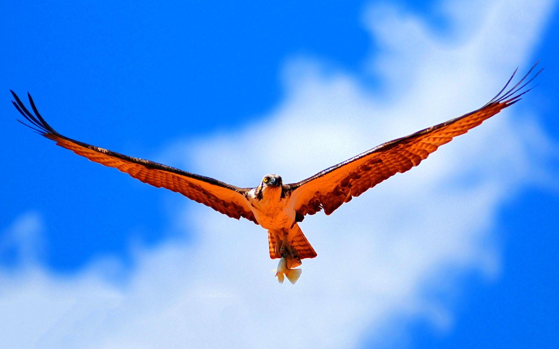 Fliegender Habicht, Tierwelt, Vogel, Himmel, Natur, 1920x1200 HD Desktop