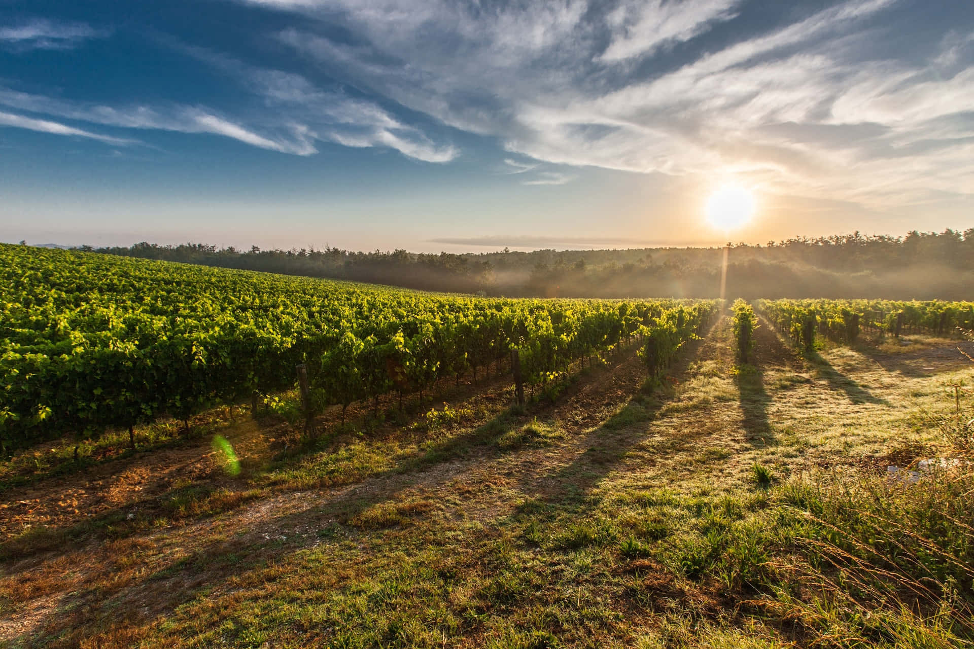 Weinberg, Hintergrund, Napa Valley, Kalifornien, Reisen, 1920x1280 HD Desktop