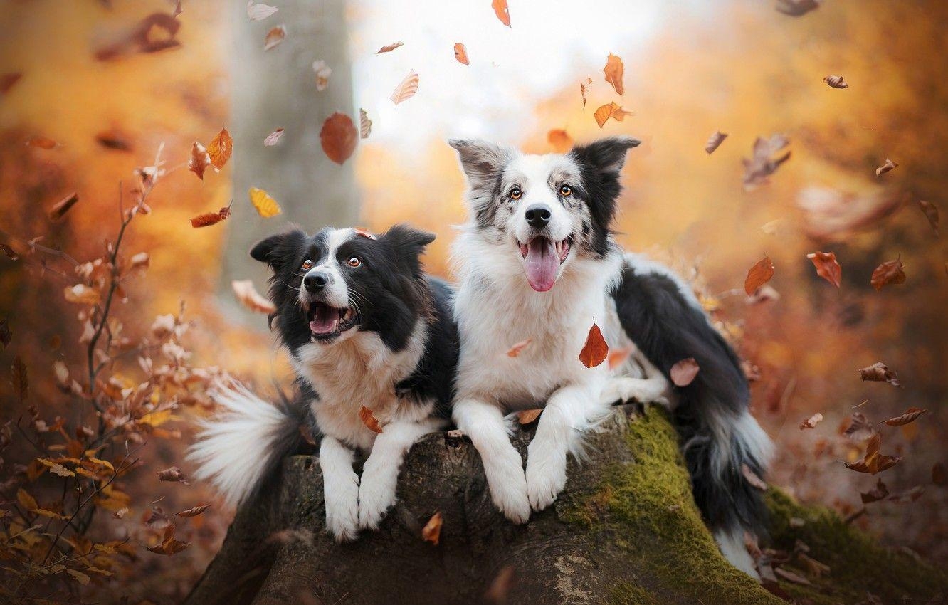 Border Collie, Herbst, Freude, Baumstamm, Paar, 1340x850 HD Desktop