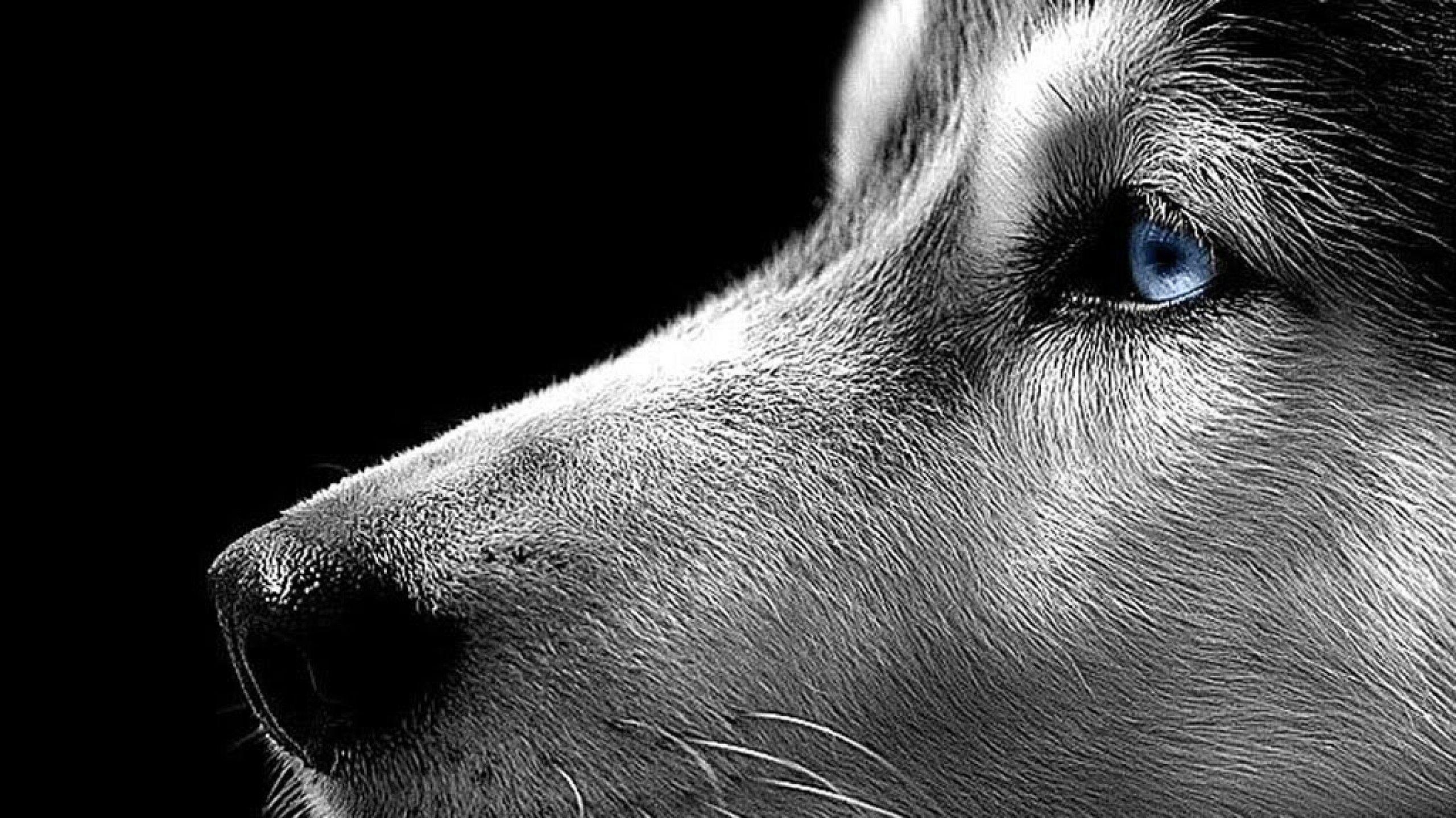 Sibirischer Husky, schöne Hunde, Tierbild, HD, 2560x1440 HD Desktop