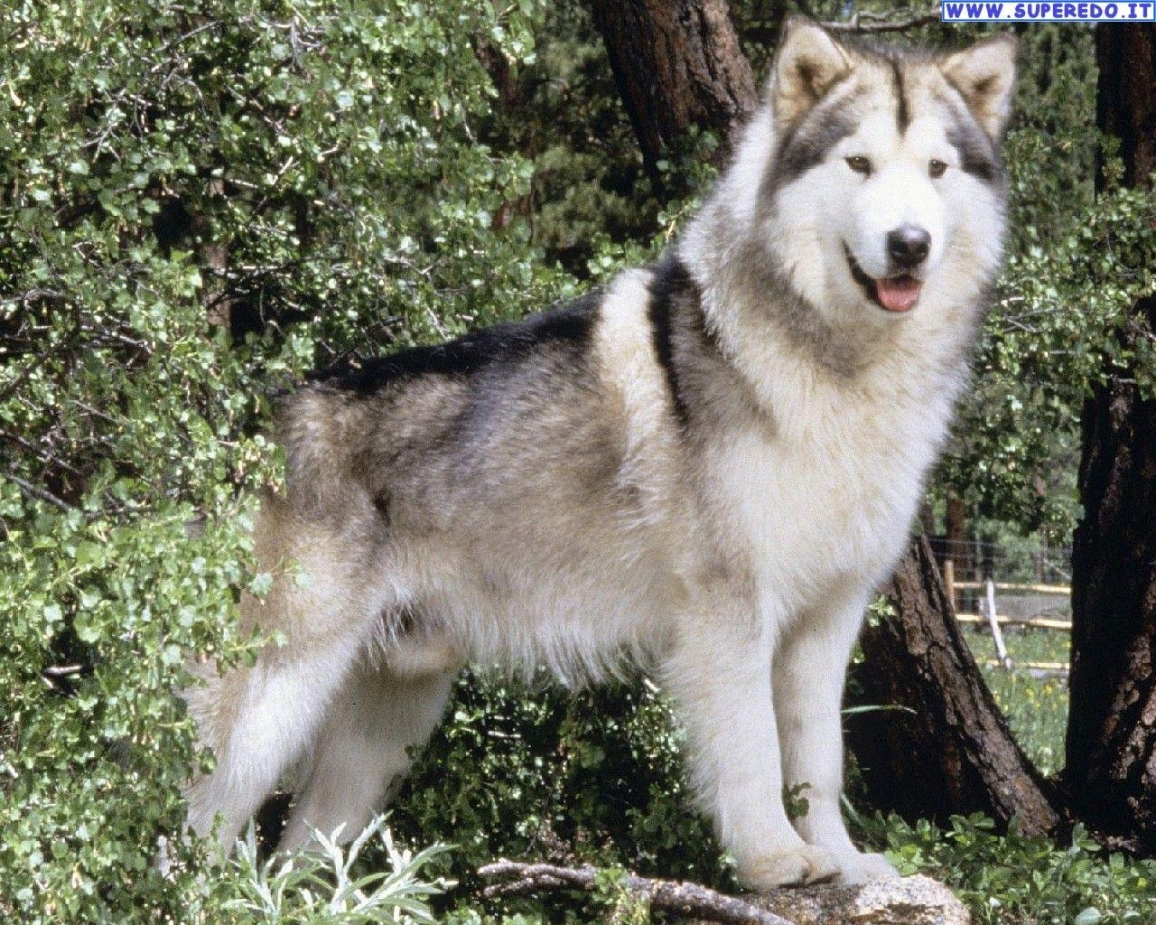 Alaskan Malamute, HD, Hintergrund, Tiere, Download, 1280x1030 HD Desktop