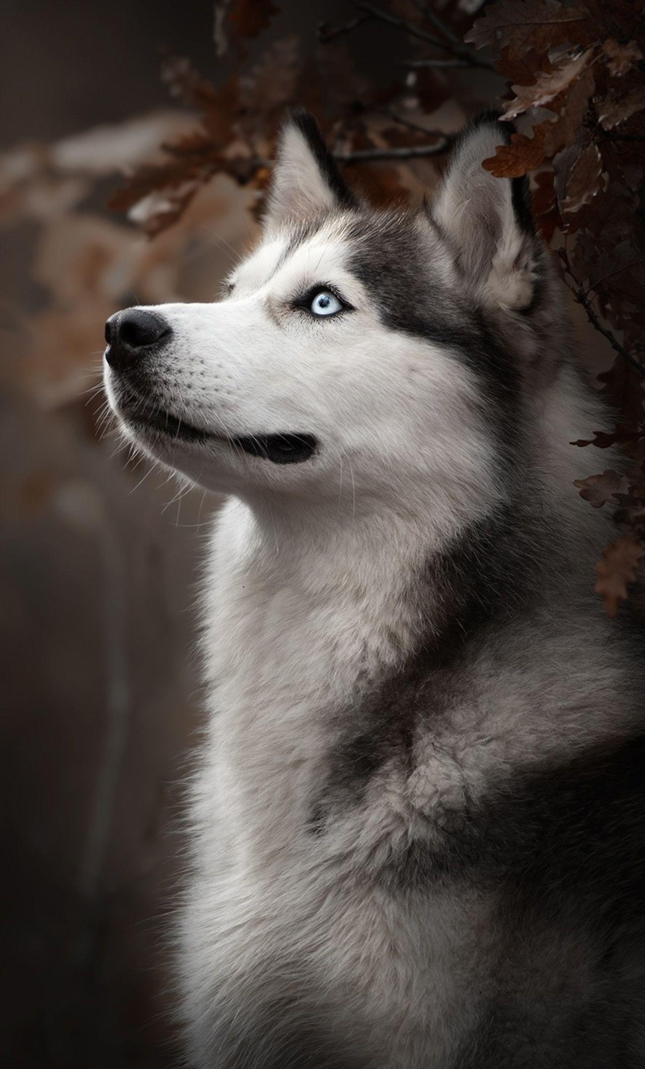 Sibirischer Husky, Hund, Rasse, iPhone, 4K, 1280x2120 HD Handy