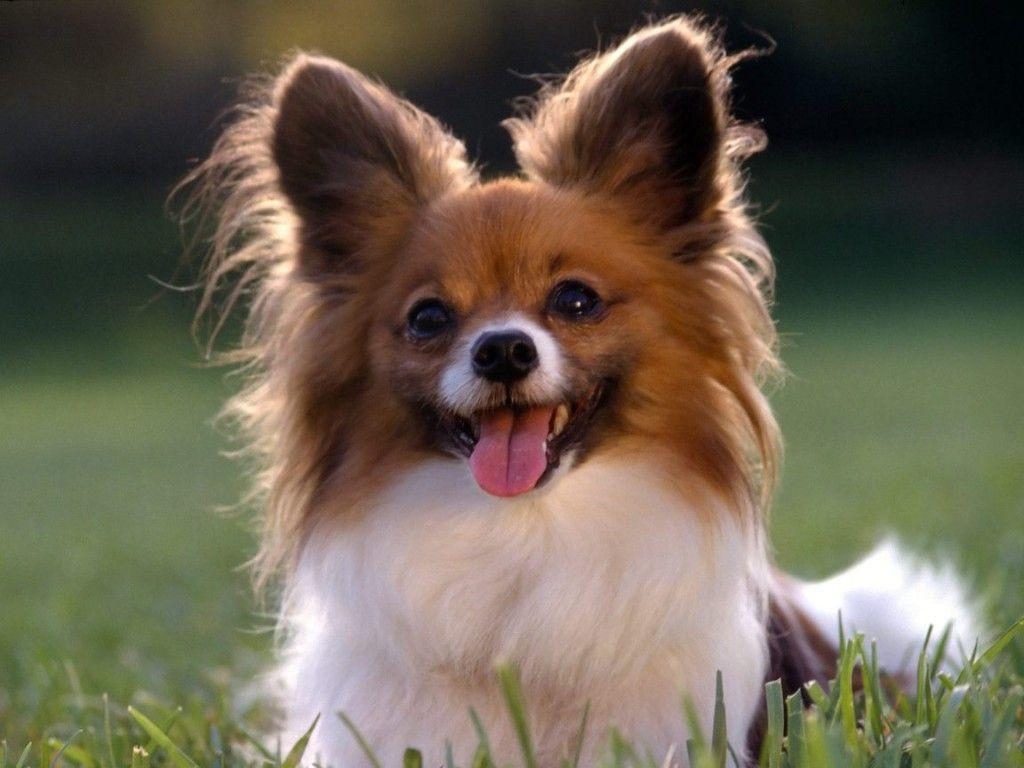 Papillon, Hund, Hintergrund, Tier, Haustier, 1030x770 HD Desktop