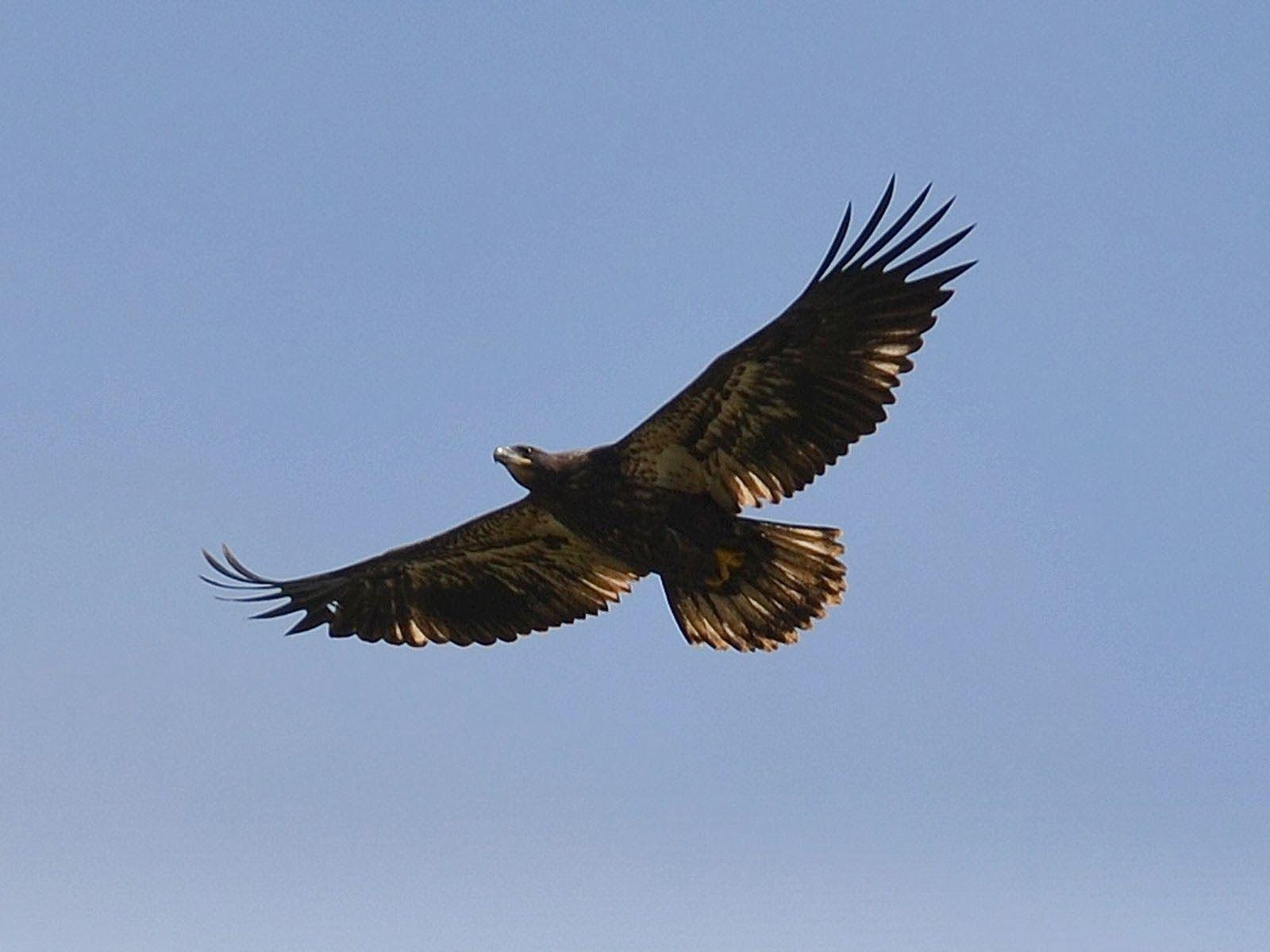 Jungtier Adler, Kunstbild, Majestätischer Vogel, 1600x1200 HD Desktop